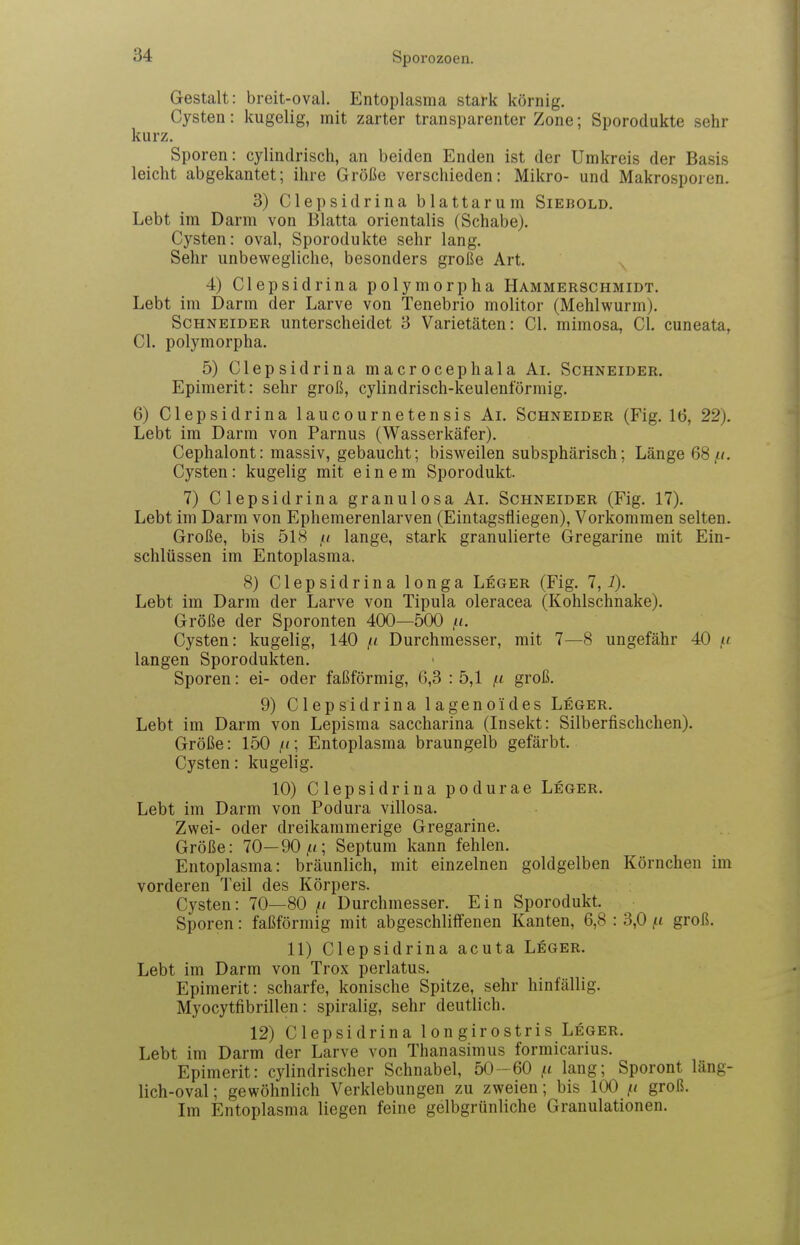 Gestalt: breit-oval. Entoplasma stark körnig. Cysten: kugelig, mit zarter transparenter Zone; Sporodukte sehr kurz. Sporen: cylindrisch, an beiden Enden ist der Umkreis der Basis leicht abgekantet; ihre Größe verschieden: Mikro- und Makrosporen. 3) Clepsidrina blattarum Siebold. Lebt im Darm von Blatta orientalis (Schabe). Cysten: oval, Sporodukte sehr lang. Sehr unbewegliche, besonders große Art. ^ 4) Clepsidrina polymorpha Hammerschmidt. Lebt im Darm der Larve von Tenebrio molitor (Mehlwurm). Schneider unterscheidet 3 Varietäten: Cl. mimosa, Cl. cuneata, Cl. polymorpha. 5) Clepsidrina macrocephala Ai. Schneider. Epimerit: sehr groß, cylindrisch-keulenförmig. 6) Clepsidrina laucournetensis Ai. Schneider (Fig. 16, 22). Lebt im Darm von Parnus (Wasserkäfer). Cephalont: massiv, gebaucht; bisweilen subsphärisch; Länge 68/.i. Cysten: kugelig mit einem Sporodukt. 7) Clepsidrina granulosa Ai. Schneider (Fig. 17). Lebt im Darm von Ephemerenlarven (Eintagsfliegen), Vorkommen selten. Große, bis 518 ,a lange, stark granulierte (jregarine mit Ein- schlüssen im Entoplasma. 8) Clepsidrina longa Leger (Fig. 1,1). Lebt im Darm der Larve von Tipula oleracea (Kohlschnake). Größe der Sporonten 400—500 /n. Cysten: kugelig, 140 ,« Durchmesser, mit 7—8 ungefähr 40 /.i langen Sporodukten. Sporen: ei- oder faßförmig, 6,3 : 5,1 groß. 9) Clepsidrina lagenoides Leger. Lebt im Darm von Lepisma saccharina (Insekt: Silberfischchen). Größe: 150 /<; Entoplasma braungelb gefärbt. Cysten: kugelig. 10) Clepsidrina podurae Leger. Lebt im Darm von Podura villosa. Zwei- oder dreikammerige Gregarine. Größe: 70—90/«; Septum kann fehlen. Entoplasma: bräunlich, mit einzelnen goldgelben Körnchen im vorderen Teil des Körpers. Cysten: 70—80 Durchmesser. Ein Sporodukt. Sporen: faßförmig mit abgeschliifenen Kanten, 6,8 : 3,0 .u groß. 11) Clepsidrina acuta Leger. Lebt im Darm von Trox perlatus. Epimerit: scharfe, konische Spitze, sehr hinfällig. Myocytfibrillen: spiralig, sehr deutlich. 12) Clepsidrina longirostris Leger. Lebt im Darm der Larve von Thanasimus forraicarius. Epimerit: cylindrischer Schnabel, 50-60 lang; Sporont läng- lich-oval; gewöhnlich Verklebungen zu zweien; bis 100 // groß. Im Entoplasma liegen feine gelbgrünliche Granulationen.