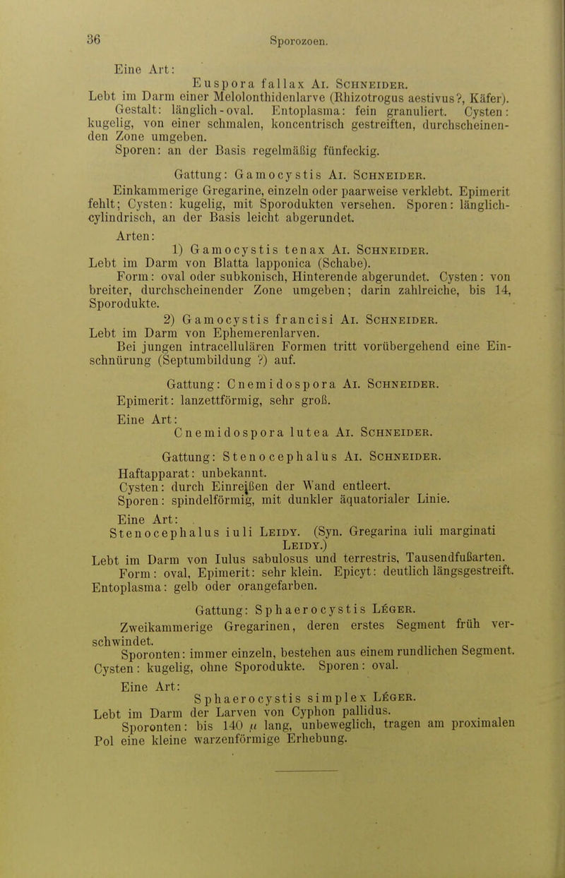 Eine Art: Euspora fallax Ai. Schneider. Lebt im Darm einer Melolonthidenlarve (Rhizotrogus aestivus?, Käfer). Gestalt: länglich-oval. Entoplasma: fein granuliert. Cysten: kugelig, von einer schmalen, koncentrisch gestreiften, durchscheinen- den Zone umgeben. Sporen: an der Basis regelmäßig fünfeckig. Gattung: Gamocystis Ai. Schneider. Einkammerige Gregarine, einzeln oder paarweise verklebt. Epimerit fehlt; Cysten: kugelig, mit Sporodukten versehen. Sporen: länglich- cylindrisch, an der Basis leicht abgerundet. Arten: 1) Gamocystis tenax Ai. Schneider. Lebt im Darm von Blatta lapponica (Schabe). Form: oval oder subkonisch, Hinterende abgerundet. Cysten: von breiter, durchscheinender Zone umgeben; darin zahlreiche, bis 14, Sporodukte. 2) Gamocystis francisi Ai. Schneider. Lebt im Darm von Ephemerenlarven. Bei jungen intracellulären Formen tritt vorübergehend eine Ein- schnürung (Septumbildung ?) auf. Gattung: Cnemidospora Ai. Schneider. Epimerit: lanzettförmig, sehr groß. Eine Art: Cnemidospora lutea Ai. Schneider. Gattung: Stenocephalus Ai. Schneider. Haftapparat: unbekannt. Cysten: durch Einreißen der Wand entleert. Sporen: spindelförmig, mit dunkler äquatorialer Linie. Eine Art: Stenocephalus iuli Leidy. (Syn. Gregarina iuli marginati Leidy.) Lebt im Darm von lulus sabulosus und terrestris, Tausendfußarteu. Form: oval, Epimerit: sehr klein. Epicyt: deutlich längsgestreift. Entoplasma: gelb oder orangefarben. Gattung: Sphaerocystis Leger. Zweikammerige Gregarinen, deren erstes Segment früh ver- schv^findet. , „. , o Sporonten: immer einzeln, bestehen aus einem rundlichen Segment. Cysten : kugelig, ohne Sporodukte. Sporen: oval. Eine Art: Sphaerocystis simplex Leger. Lebt im Darm der Larven von Cyphon pallidus. Sporonten: bis 140 ,« lang, unbeweglich, tragen am proximalen Pol eine kleine warzenförmige Erhebung.