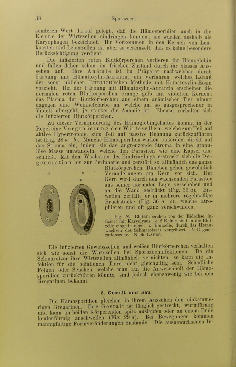 sonderen Wert darauf gelegt, daß die Hämosporidien auch in die Kerne der Wirtszellen eindringen können; sie wurden deshalb als Karyophagen bezeichnet. Ihr Vorkommen in den Kernen von Leu- kocyten und Leberzellen ist aber so vereinzelt, daß es keine besondere Berücksichtigung verdient. Die infizierten roten Blutkörperchen verlieren ihr Hämoglobin und fallen daher schon im frischen Zustand durch ihr blasses Aus- sehen auf. Ihre Anämie ist im Präparat nachweisbar durch Färbung mit Hämatoxylin-Aurantia, ein Verfahren welches Labbe der sonst üblichen EHRLicn'schen Methode mit Hämatoxylin-Eosin vorzieht. Bei der Färbung mit Hämatoxylin-Aurantia erscheinen die normalen roten Blutkörperchen orange-gelb mit violetten Kernen; das Plasma der Blutkörperchen aus einem anämischen Tier nimmt dagegen eine Weinhefefarbe an, welche um so ausgesprochener in Violett übergeht, je stärker die Anämie ist. Ebenso verhalten sich die infizierten Blutkörperchen. Zu dieser Verminderung des Hämoglobingehaltes kommt in der Regel eine Vergrößerung der Wirtszellen, welche zum Teil auf aktive Hypertrophie, zum Teil auf passive Dehnung zurückzuführen ist (Fig. 28 a—h). Manche Hämosporidien wirken außerdem direkt auf das Stroma ein, indem sie das angrenzende Stroma in eine granu- löse Masse umwandeln, welche den Parasiten wie eine Kapsel um- schließt. Mit dem Wachstum des Eindringlings erstreckt sich die De- generation bis zur Peripherie und zerstört so allmählich das ganze Blutkörperchen. Daneben gehen gewöhnlich a ^ Veränderungen am Kern vor sich. Der Kern wird durch den wachsenden Parasiten aus seiner normalen Lage verschoben und an die Wand gedrückt (Fig. 36 d). Bis- weilen zerfällt er in mehrere regelmäßige Bruchstücke (Fig. 36 a-c), welche atro- phieren und oft ganz verschwinden. Fig. 28. Blutkörperchen von der Eidechse, in- fiziert mit Karyolysus. a 2 Keime sind in die Blut- zelle eingedrungen, b Blutzelle, durch das Heran- wachsen des Schmarotzers vergrößert. D Degene- rationszone. Nach Labbe. Die infizierten Gewebszellen und weißen Blutkörperchen verhalten sich wie sonst die Wirtszellen bei Sporozoeninfektionen. Da die Schmarotzer ihre Wirtszellen allmählich vernichten, so kann die In- fektion für die befallenen Tiere nicht gleichgiltig sein. Schädliche Folgen oder Seuchen, welche man auf die Anwesenheit der Hämo- sporidien zurückführen könnte, sind jedoch ebensowenig wie bei den Gregarinen bekannt. 3. Gestalt und Bau. Die Hämosporidien gleichen in ihrem Aussehen den einkamme- rigen Gregarinen. Ihre Gestalt ist länglich-gestreckt, wurmfönnig und kann an beiden Körperenden spitz auslaufen oder an einem Ende keulenförmig anschwellen (Fig. 29 a). Bei Bewegungen kommen mannigfaltige Formveränderungen zustande. Die ausgewachsenen In-