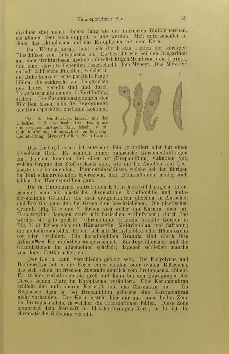 Hämosporidien: Bau. dividuen sind meist ebenso lang wie die infizierten Blutkörperchen, sie können aber auch doppelt so lang werden. Man unterscheidet an ihnen das Ektoplasma und das Entoplasma mit dem Kern. Das Ektoplasma hebt sich durch das Fehlen der körnigen Einschlüsse vom Entoplasma ab. Es besteht wie bei den Gregarinen aus einer strukturlosen, hyalinen, durchsichtigen Membran, dem Epicyt, und einer darunterliegenden Faserschicht, dem Myocyt. Das Myocyt enthält zahlreiche Fibrillen, welche in der Ruhe konzentrische parallele Ringe bilden, die senkrecht zur Längsachse des Tieres gestellt sind und durch Längsfasern miteinander in Verbindung stehen. Die Zusammenziehungen der Fibrillen lassen lebhafte Bewegungen der Hämosporidien zustande kommen. Fig. 29. Danilewskya lacazei aus der Eidechse, a 3 erwachsene freie Exemplare mit gregarinenartigem Bau, frisch, h mit Goldchlorür imd Hämatoxylin behandelt, zeigt Querstreifung: Myocytübrillen. Nach Labbe. Das Entoplasma ist entweder fein granuliert oder hat einen alveolären Bau. Es schließt immer zahlreiche Körnchenbildungen ein; daneben kommen bei einer Art (Drepanidium) Vakuolen vor, welche Organe des Stoffwechsels sind, wie die bei Amöben und Leu- kocyten vorkommenden. Pigmenteinschlüsse, welche bei den übrigen im Blut schmarotzenden Sporozoen, den Hämamöbiden, häufig sind, fehlen den Hämosporidien ganz. Die im Entoplasma auftretenden Körnchenbildungen unter- scheidet man als plastische, chromatoide, karminophile und meta- chromatoide Granula; die drei erstgenannten gleichen in Aussehen und Reaktion ganz den bei Gregarinen beschriebenen. Die plastischen Granula (Fig. 30 a und h) färben sich weder mit Karmin noch mit Hämatoxylin, dagegen stark mit basischen Anilinfarben; durch Jod werden sie gelb gefärbt. Chromatoide Granula (dunkle Körner in Fig. 31 &) färben sich mit Hämatoxylin, Methylenblau und Safranin; die metachromatoiden färben sich mit Methylenblau oder Hämatoxylin rot oder rotviolett. Die karminophilen Granula sind durch ihre Affinitäl\zu Karminfarben ausgezeichnet. Bei Jugendformen sind die Granulationen im allgemeinen spärlich; dagegen schließen manche von ihnen Fettkörnchen ein. Der Kern kann verschieden gebaut sein. Bei Karyolysus und Danilewskya hat er die Form eines runden oder ovalen Bläschens, das sich schon im frischen Zustande deutlich vom Protoplasma abhebt. Er ist hier verhältnismäßig groß und kann bei den Bewegungen des Tieres seinen Platz im Entoplasma verändern. Eine Kernmembran schließt den unfärbbaren Kernsaft und das Chromatin ein. — Im Gegensatz dazu ist bei Drepanidium princeps eine Kernmembran nicht vorhanden. Der Kern besteht hier nur aus einer hellen Zone im Protoplasmaleib, in welcher die Granulationen fehlen. Diese Zone entspricht dem Kernsaft im bläschenförmigen Kern; in ihr ist die chromatische Substanz verteilt.