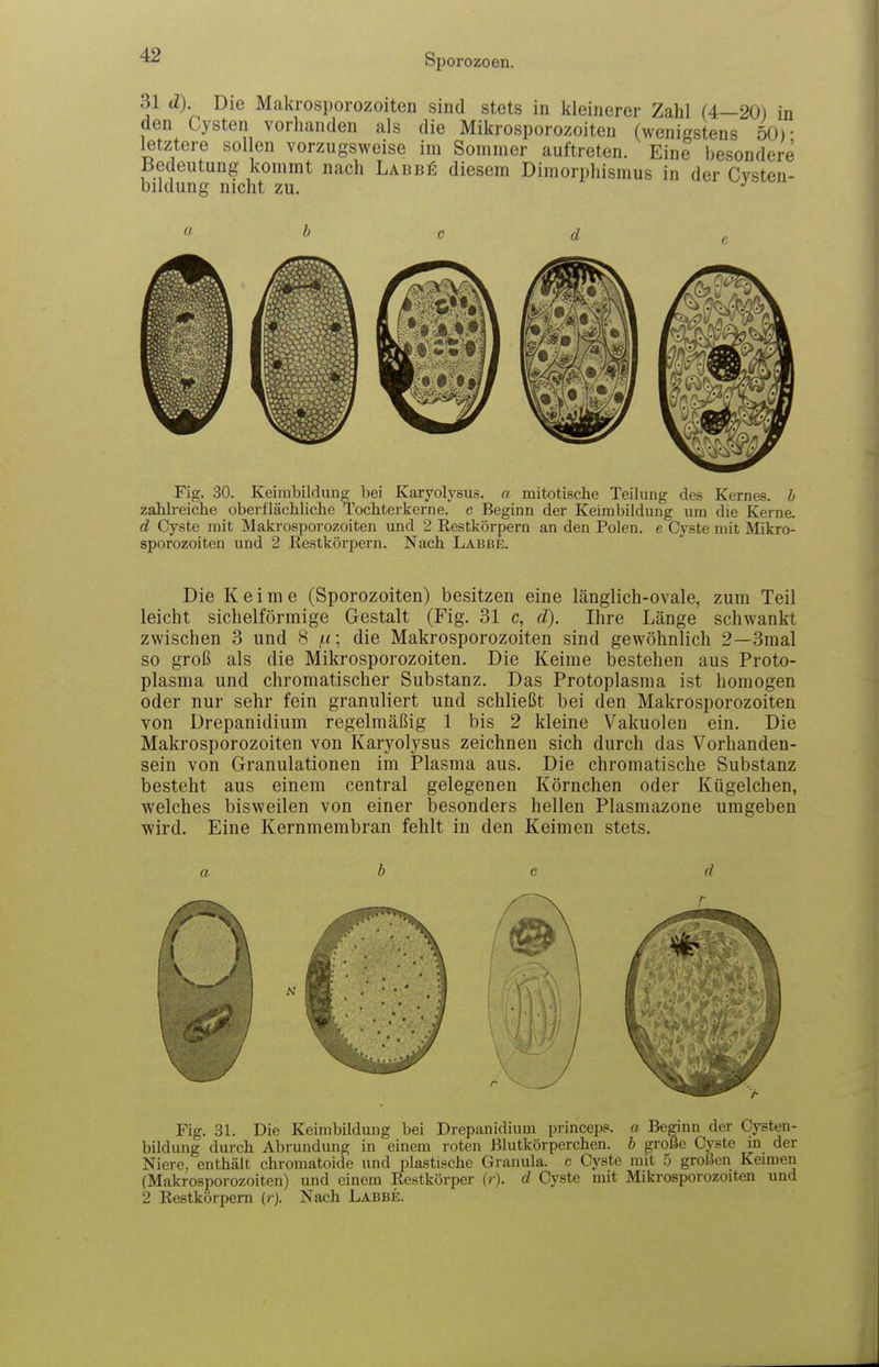 31 d). Die Makrosporozoiten sind stets in kleinerer Zahl (4—20) in den Cysten vorhanden als die Mikrosporozoiten (wenigstens 50)- letztere sollen vorzugsweise im Sommer auftreten. Eine besondere Bedeutung kommt nach Labbe diesem Dimorphismus in der Cvsten- bildung nicht zu. ^' Fig. 30. Keimbildung bei Karyolysus. a mitotische Teilung des Kernes, b zaMreiche oberflächliche Tochter kerne, c Beginn der Keirabildung um die Kerne. d Cyste mit Makrosporozoiten und 2 Restkörpern an den Polen, e Cyste mit Mikro- sporozoiten und 2 Restkörpern. Nach Labbe. Die Keime (Sporozoiten) besitzen eine länglich-ovale, zum Teil leicht sichelförmige Gestalt (Fig. 31 c, d). Ihre Länge schwankt zwischen 3 und 8 f.i; die Makrosporozoiten sind gewöhnlich 2—3mal so groß als die Mikrosporozoiten. Die Keime bestehen aus Proto- plasma und chromatischer Substanz. Das Protoplasma ist homogen oder nur sehr fein granuliert und schließt bei den Makrosporozoiten von Drepanidium regelmäßig 1 bis 2 kleine Vakuolen ein. Die Makrosporozoiten von Karyolysus zeichneu sich durch das Vorhanden- sein von Granulationen im Plasma aus. Die chromatische Substanz besteht aus einem central gelegenen Körnchen oder Kügelchen, welches bisweilen von einer besonders hellen Plasmazone umgeben ■wird. Eine Kernmembran fehlt in den Keimen stets. a b c d Fig. 31. Die Keimbildung bei Drepanidium princeps. a Beginn der Cysten- bildung durch Abrundung in einem roten Blutkörperchen, b große Cyste in der Niere, enthält chromatoide und plastische Granula, c Cyste mit 5 großen Keimen (Makrosporozoiten) und einem Restkörper (/). d Cyste mit Mikrosporozoiten und 2 Restkörpern (;•). Nach Labbe.