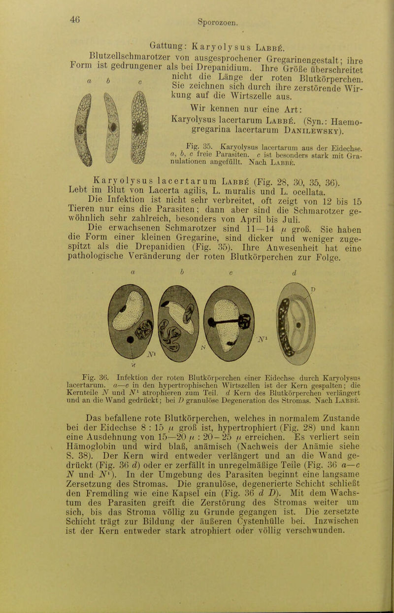 Gattung: Karyolysus Labbe. Blutzellschmarotzer von ausgesprochener Gregarinengestalt; ihre Form ist gedrungener als bei Drepanidium. Ihre Größe überschreitet a b 0 S-^^^^ l-^nfyQ der roten Blutkörperchen. Sie zeichnen sich durch ihre zerstörende Wir- kung auf die Wirtszelle aus. Wir kennen nur eine Art: Karyolysus lacertarum Labbe. (Syn.: Haemo- gregarina lacertarum Danilewsky). Fig. 35. Karyolysus lacertarum aus der Eidechse. a, b, c freie Parasiten, c ist besonders stark mit Gra- nulationen angefüllt. Nach Labbe. Karyolysus lacertarum Labbe (Fig. 28, 80, 35, 36). Lebt im Blut von Lacerta agilis, L. muralis und L. ocellata. Die Infektion ist nicht sehr verbreitet, oft zeigt von 12 bis 15 Tieren nur eins die Parasiten; dann aber sind die Schmarotzer ge- wöhnlich sehr zahlreich, besonders von April bis Juli. Die erwachsenen Schmarotzer sind 11-14 groß. Sie haben die Form einer kleinen Gregarine, sind dicker und weniger zuge- spitzt als die Drepanidien (Fig. 35). Ihre Anwesenheit hat eine pathologische Veränderung der roten Blutkörperchen zur Folge. a b c d Fig. 36. Infektion der roten Blutkörperchen einer Eidechse durch Karyolysus lacertarum. a—c in den hypertrophischen Wirtszellen ist der Kern gespalten; die Kern teile und atrophieren zum Teil, d Kern des Blutkörperchen verlängert und an die Wand gedrückt; bei D granulöse Degeneration des Stromas. Nach Labbe. Das befallene rote Blutkörperchen, welches in normalem Zustande bei der Eidechse 8 : 15 groß ist, hypertrophiert (Fig. 28) und kann eine Ausdehnung von 15—20 : 20-25 erreichen. Es verliert sein Hämoglobin und wird blaß, anämisch (Nachweis der Anämie siehe S. 38). Der Kern wird entweder verlängert und an die Wand ge- drückt (Fig. 36 d) oder er zerfällt in unregelmäßige Teile (Fig. 36 a—c N und iV'). In der Umgebung des Parasiten beginnt eine langsame Zersetzung des Stromas. Die granulöse, degenerierte Schicht schließt den Fremdling wie eine Kapsel ein (Fig. 36 d D). Mit dem Wachs- tum des Parasiten greift die Zerstörung des Stromas weiter um sich, bis das Stroma völlig zu Grunde gegangen ist. Die zersetzte Schicht trägt zur Bildung der äußeren Cystenhülle bei. Inzwischen ist der Kern entweder stark atrophiert oder völlig verschwunden.