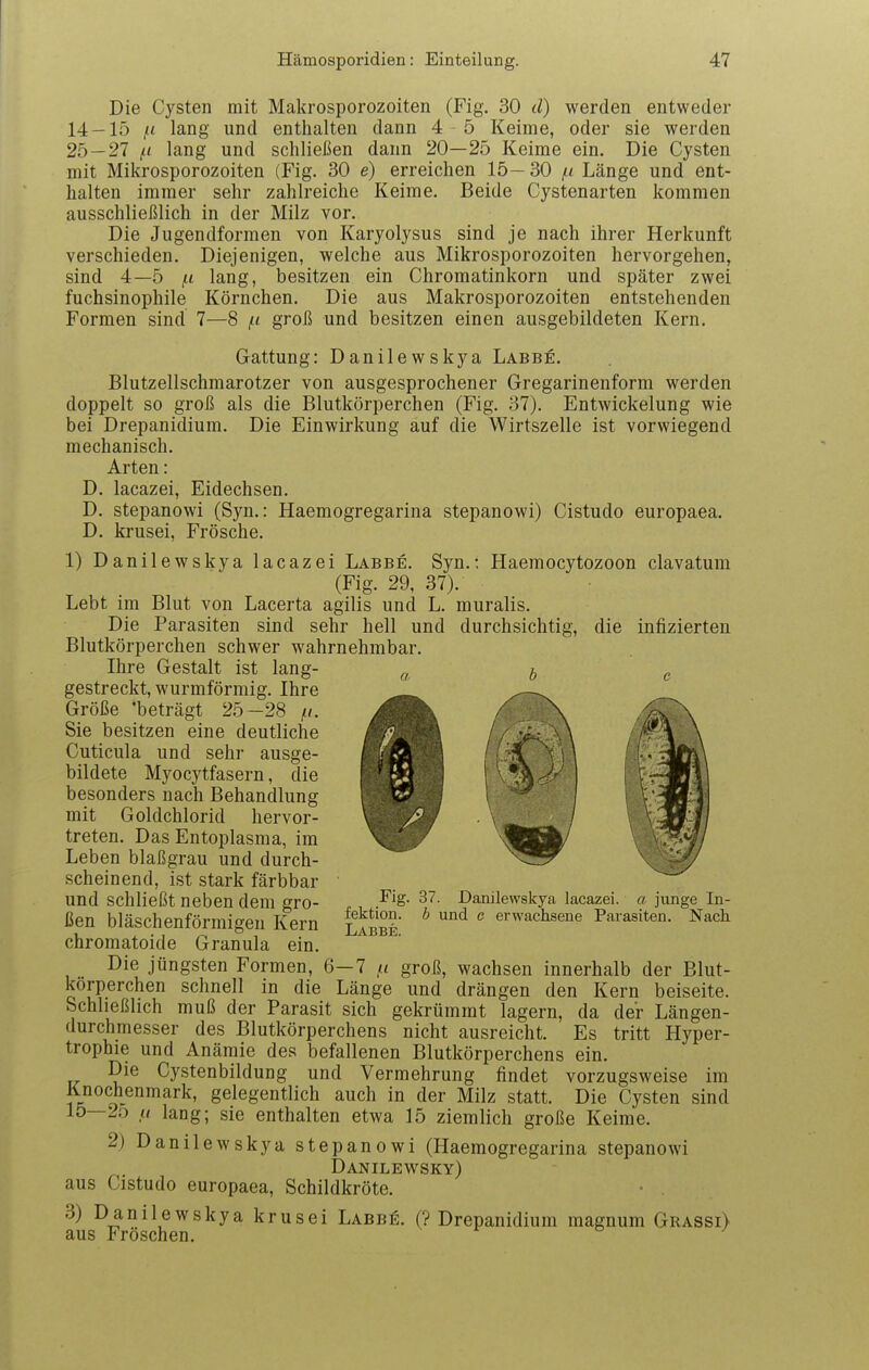 Die Cysten mit Makrosporozoiten (Fig. 30 d) werden entweder 14 — 15 ,/t lang und enthalten dann 4 - 5 Keime, oder sie werden 25—27 lang und schließen dann 20—25 Keime ein. Die Cysten mit Mikrosporozoiten (Fig. 30 e) erreichen 15— 30 /n Länge und ent- halten immer sehr zahlreiche Keime. Beide Cystenarten kommen ausschließlich in der Milz vor. Die Jugendformen von Karyolysus sind je nach ihrer Herkunft verschieden. Diejenigen, welche aus Mikrosporozoiten hervorgehen, sind 4—5 f.i lang, besitzen ein Chromatinkorn und später zwei fuchsinophile Körnchen. Die aus Makrosporozoiten entstehenden Formen sind 7—8 fi groß und besitzen einen ausgebildeten Kern. Gattung: Danilewskya Labbe. Blutzellschmarotzer von ausgesprochener Gregarinenform werden doppelt so groß als die Blutkörperchen (Fig. 37). Entwickelung wie bei Drepanidium. Die Einwirkung auf die Wirtszelle ist vorwiegend mechanisch. Arten: D. lacazei, Eidechsen. D. stepanowi (Syn.: Haemogregarina stepanowi) Cistudo europaea. D. krusei, Frösche. 1) Danilewskya lacazei Labbe. Syn.: Haemocytozoon clavatum (Fig. 29, 37). Lebt im Blut von Lacerta agilis und L. muralis. Die Parasiten sind sehr hell und durchsichtig, die infizierten Blutkörperchen schwer wahrnehmbar. Ihre Gestalt ist lang- „ 7, gestreckt, wurmförmig. Ihre Größe 'beträgt 25-28 //. Sie besitzen eine deutliche Cuticula und sehr ausge- bildete Myocytfasern, die besonders nach Behandlung mit Goldchlorid hervor- treten. Das Entoplasma, im Leben blaßgrau und durch- scheinend, ist stark färbbar und schließt neben dem gro- ßen bläschenförmigen Kern chromatoide Granula ein. Die jüngsten Formen, 6-7 /< groß, wachsen innerhalb der Blut- körperchen schnell in die Länge und drängen den Kern beiseite. Schließlich muß der Parasit sich gekrümmt lagern, da der Längen- durchmesser des Blutkörperchens nicht ausreicht. Es tritt Hyper- trophie und Anämie des befallenen Blutkörperchens ein. Die Cystenbildung und Vermehrung findet vorzugsweise im Knochenmark, gelegentlich auch in der Milz statt. Die Cysten sind 15—2o </ lang; sie enthalten etwa 15 ziemlich große Keime. 2) Danilewskya stepanowi (Haemogregarina stepanowi Danilewsky) aus Cistudo europaea, Schildkröte. 3) Danilewskya krusei Labbe. (? Drepanidium magnum Grassi) aus Fröschen. Fig. 37 fektion. Labbe. Danilewskya lacazei. a junge In- b und c ei-wachsene Parasiten. Nach.