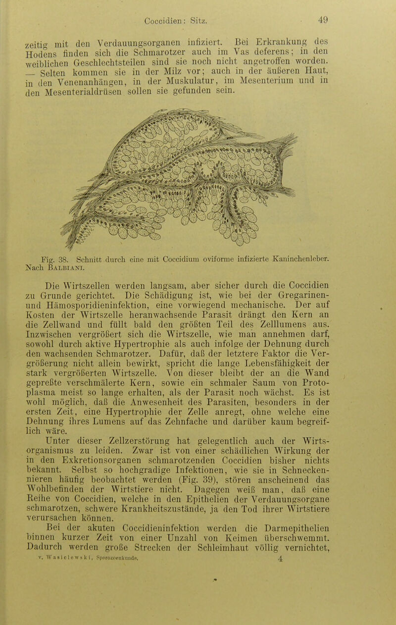 zeitio- mit den Verdauungsorganen infiziert. Bei Erkrankung des Hodens finden sich die Schmarotzer auch im Vas deferens; in den weiblichen Geschlechtsteilen sind sie noch nicht angetroffen worden. — Selten kommen sie in der Milz vor; auch in der äußeren Haut, in den Venenanhängen, in der Muskulatur, im Mesenterium und in den Mesenterialdrüsen sollen sie gefunden sein. Fig. 38. Schnitt durch eine mit Coccidium oviforme infizierte Kaninchenleber. Nach Balbiani. Die Wirtszellen werden langsam, aber sicher durch die Coccidien zu Grunde gerichtet. Die Schädigung ist, wie bei der Gregarinen- und Hämosporidieninfektion, eine vorwiegend mechanische. Der auf Kosten der Wirtszelle heranwachsende Parasit drängt den Kern an die Zellwand und füllt bald den größten Teil des Zelllumens aus. Inzwischen vergrößert sich die Wirtszelle, wie man annehmen darf, sowohl durch aktive Hypertrophie als auch infolge der Dehnung durch den wachsenden Schmarotzer. Dafür, daß der letztere Faktor die Ver- größerung nicht allein bewirkt, spricht die lange Lebensfähigkeit der stark vergrößerten Wirtszelle. Von dieser bleibt der an die Wand gepreßte verschmälerte Kern, sowie ein schmaler Saum von Proto- plasma meist so lange erhalten, als der Parasit noch wächst. Es ist wohl möglich, daß die Anwesenheit des Parasiten, besonders in der ersten Zeit, eine Hypertrophie der Zelle anregt, ohne welche eine Dehnung ihres Lumens auf das Zehnfache und darüber kaum begreif- lich wäre. Unter dieser Zellzerstörung hat gelegentlich auch der Wirts- organismus zu leiden. Zwar ist von einer schädlichen Wirkung der in den Exkretionsorganen schmarotzenden Coccidien bisher nichts bekannt. Selbst so hochgradige Infektionen, wie sie in Schnecken- nieren häufig beobachtet werden (Fig. 39), stören anscheinend das Wohlbefinden der Wirtstiere nicht. Dagegen weiß man, daß eine Reihe von Coccidien, welche in den Epithelien der Verdauungsorgane schmarotzen, schwere Krankheitszustände, ja den Tod ihrer Wirtstiere verursachen können. Bei der akuten Coccidieninfektion werden die Darmepithelien binnen kurzer Zeit von einer Unzahl von Keimen überschwemmt. Dadurch werden große Strecken der Schleimhaut völlig vernichtet, V. W a 9 1 c 1 c w s It i, Spornzoenliuiide. A