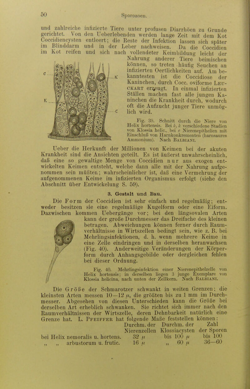 und zahlreiche infizierte Tiere unter profusen Diarrhöen zu Grunde gerichtet. Von den Ueberlebenden werden lange Zeit mit dem Kot Coccidiencysten entleert; die Reste der Infektion lassen sich später im Blinddarm und in der Leber nachweisen. Da die Coccidien im Kot reifen und sich nach vollendeter Keinibildung leicht der Nahrung anderer Tiere beimischen ll^^^y Ii Ii \ können, so treten häufig Seuchen an c I^Sa'II La /Jl I infizierten Oertlichkeiten auf. Am be- ' 'K^SMsÄ i^Jßtl- i< kanntesten ist die Coccidiose der Kaninchen, durch Cocc. oviforme Leu- CKART eräugt. In einmal infizierten Ställen machen fast alle jungen Ka- ninchen die Krankheit durch, wodurch oft die Aufzucht junger Tiere unmög- f^^HO^^^^^F^^ ^ lic^ wird. ffi^^Ij;^^^ Fig. 3i). Schnitt durch die Niere von M^^^I^S^X^t^m Helix hortensis. Bei /,-, /• verschiedene Stadien ^«^Bw^l^^Ä. Klossia helic, bei e Nierenepithelien mit ^MB^^ilAäBB^^^ Einschluß von Harnkonkrementen (harnsaures ^•^^iMiMitititHi-ititiTMtl'Htl'|jj.'Hm Ammonium). Nach Balbiani. lieber die Herkunft der Millionen von Keimen bei der akuten Krankheit sind die Ansichten geteilt. Es ist äußerst unwahrscheinlich, daß eine so gewaltige Menge von Coccidien nur aus exogen ent- wickelten Keimen entsteht, welche dann alle mit der Nahrung aufge- nommen sein müßten; wahrscheinlicher ist, daß eine Vermehrung der aufgenommenen Keime im infizierten Organismus erfolgt (siehe den Abschnitt über Entwickelung S. 59). 3. Gestalt und Bau. Die Form der Coccidien ist sehr einfach und regelmäßig; ent- weder besitzen sie eine regelmäßige Kugelform oder eine Eiform. Dazwischen kommen Uebergänge vor; bei den längsovalen Arten kann der große Durchmesser das Dreifache des kleinen betragen. Abweichungen können ferner durch Raum- verhältnisse in Wirtszellen bedingt sein, wie z. B. bei Mehrlingsinfektionen, d. h. wenn mehrere Keime in eine Zelle eindringen und in derselben heranwachsen (Fig. 40). Anderweitige Veränderungen der Körper- form durch Anhangsgebilde oder dergleichen fehlen bei dieser Ordnung. Fig. 40. Mehrlingsinfektion einer Nierenepithelzelle von Helix hortensis; in derselben liegen 3 jun^e Exemplare von Klossia helicina, nach unten der Zellkern. Nach Balbiant. Die Größe der Schmarotzer schwankt in weiten Grenzen; die kleinsten Arten messen 10—12 die größten bis zu 1 mm im Durch- messer. Abgesehen von diesen Unterschieden kann die Größe bei derselben Art erheblich schwanken. Sie richtet sich immer nach den Raumverhältnissen der Wirtszelle, deren Dehnbarkeit natürlich eine Grenze hat. L. Pfeiffer hat folgende Maße feststellen können: Durchm. der Durchm. der Zahl Nierenzellen Klossiacysten der Sporen bei Helix nemoralis u. hortens. 32 bis 100 // bis 100 arbustorum u. frutic. 16 u „ 60 u 36—60