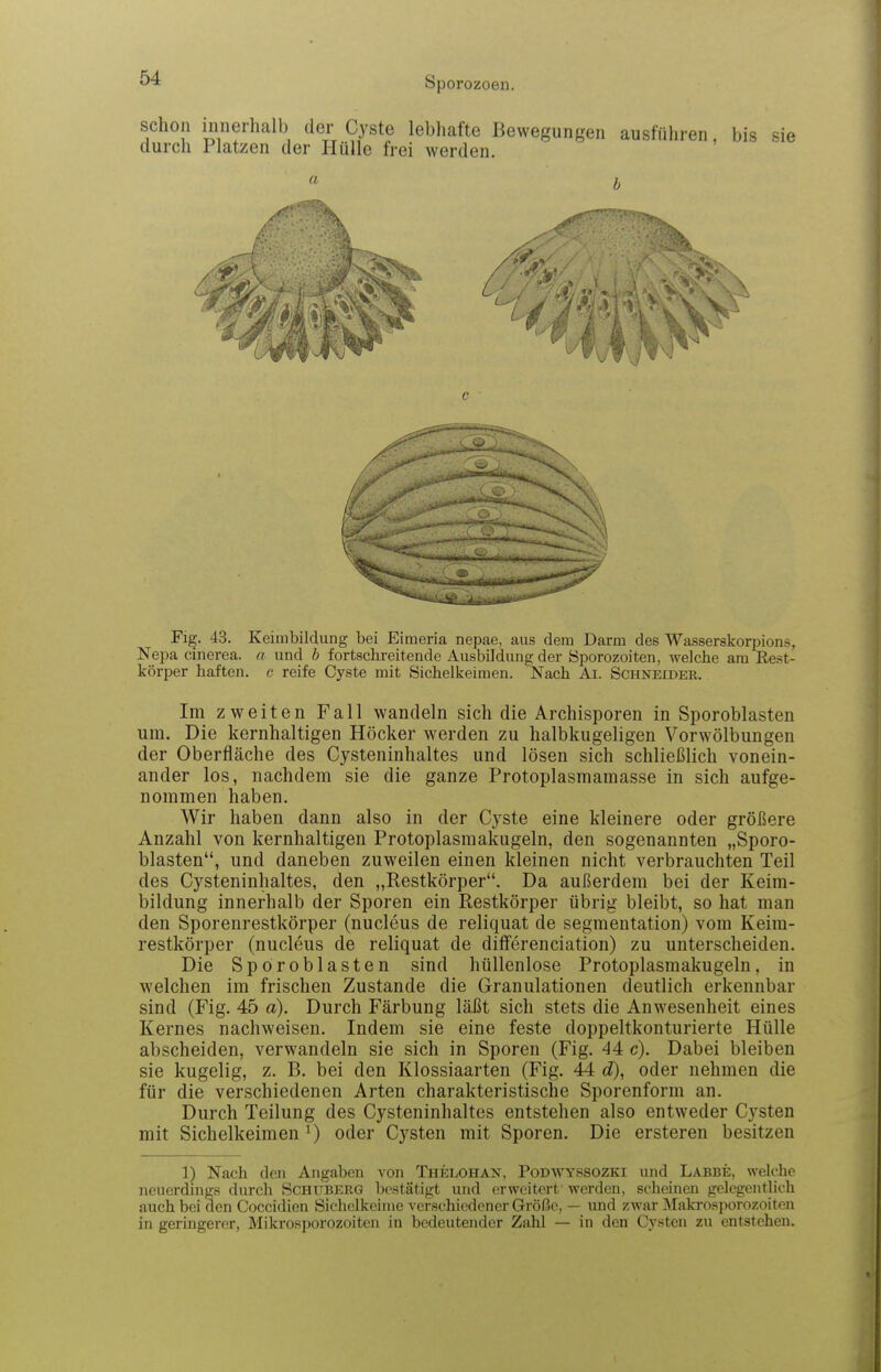 schon innerhalb der Cyste lebhafte Bewegungen ausführen bis durch Platzen der Hülle frei werden. sie a ^1 VT i I Fig. 43. Keimbildung bei Eimeria nepae, aus dem Darm des Wasserskoqjions, Nepa cinerea, a und b fortschreitende Ausbildung der 8porozoiten, welche am Re.st- körper haften, c reife Cyste mit Sichelkeimen. Nach Ai. Schneider. Im zweiten Fall wandeln sich die Archisporen in Sporoblasten um. Die kernhaltigen Höcker werden zu halbkugeligen Vorw^ölbungen der Oberfläche des Cysteninhaltes und lösen sich schließlich vonein- ander los, nachdem sie die ganze Protoplasmamasse in sich aufge- nommen haben. Wir haben dann also in der Cyste eine kleinere oder größere Anzahl von kernhaltigen Protoplasmakugeln, den sogenannten „Sporo- blasten, und daneben zuweilen einen kleinen nicht verbrauchten Teil des Cysteninhaltes, den „Restkörper. Da außerdem bei der Keim- bildung innerhalb der Sporen ein Restkörper übrig bleibt, so hat man den Sporenrestkörper (nucleus de reliquat de segmeutation) vom Keira- restkörper (nucleus de reliquat de differenciation) zu unterscheiden. Die Sporoblasten sind hüllenlose Protoplasmakugeln, in welchen im frischen Zustande die Granulationen deutlich erkennbar sind (Fig. 45 a). Durch Färbung läßt sich stets die Anwesenheit eines Kernes nachweisen. Indem sie eine feste doppeltkonturierte Hülle abscheiden, verwandeln sie sich in Sporen (Fig. 44 c). Dabei bleiben sie kugelig, z. B. bei den Klossiaarten (Fig. 44 d), oder nehmen die für die verschiedenen Arten charakteristische Sporenform an. Durch Teilung des Cysteninhaltes entstehen also entweder C3^sten mit Sichelkeimen ^) oder Cysten mit Sporen. Die ersteren besitzen 1) Nach den Angaben von Thelohan, Podwyssozki und Labbe, welche neuerdings durch Schitberg Ijostätigt und erweitert' werden, scheinen gelegentlich auch bei den Coccidien Sichclkeinie verschiedener Größe, — imd zwar Makrosporozoiten in geringerer, Mikrosporozoiten in bedeutender Zahl — in den Cysten zu entstehen.