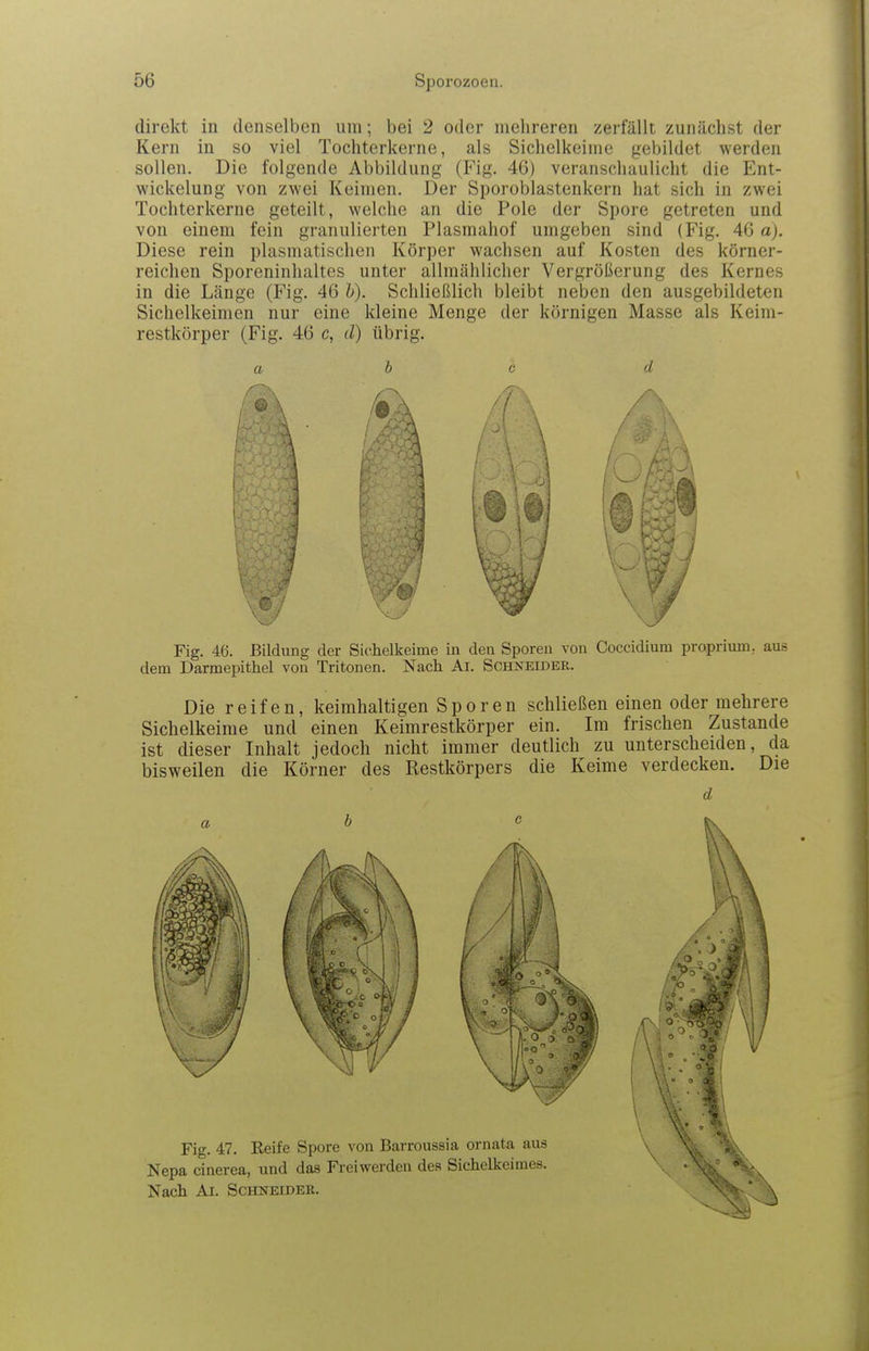 direkt in denselben um; bei 2 oder mehreren zerfällt zunächst der Kern in so viel Tochterkerne, als Sichelkeime gebildet werden sollen. Die folgende Abbildung (Fig. 46) veranschaulicht die Ent- wickelung von zwei Keimen. Der Sporoblastenkern hat sich in zwei Tochterkerne geteilt, welche an die Pole der Spore getreten und von einem fein granulierten Plasmahof umgeben sind (Fig. 46 a). Diese rein plasmatischen Körper wachsen auf Kosten des körner- reichen Sporeninhaltes unter allmählicher Vergrößerung des Kernes in die Länge (Fig. 46 Ii). Schließlich bleibt neben den ausgebildeten Sichelkeimen nur eine kleine Menge der körnigen Masse als Keim- restkörper (Fig. 46 c, d) übrig. a b c d Fig. 46. Bildung der Sichelkeime in den Sporen von Coccidium proprium, aus dem Darmepithel von Tritonen. Nach Ai. Schneider. Die reifen, keimhaltigen Sporen schließen einen oder mehrere Sichelkeime und einen Keimrestkörper ein. Im frischen Zustande ist dieser Inhalt jedoch nicht immer deutlich zu unterscheiden, da bisweilen die Körner des Restkörpers die Keime verdecken. Die Nach Ai. Schneider.