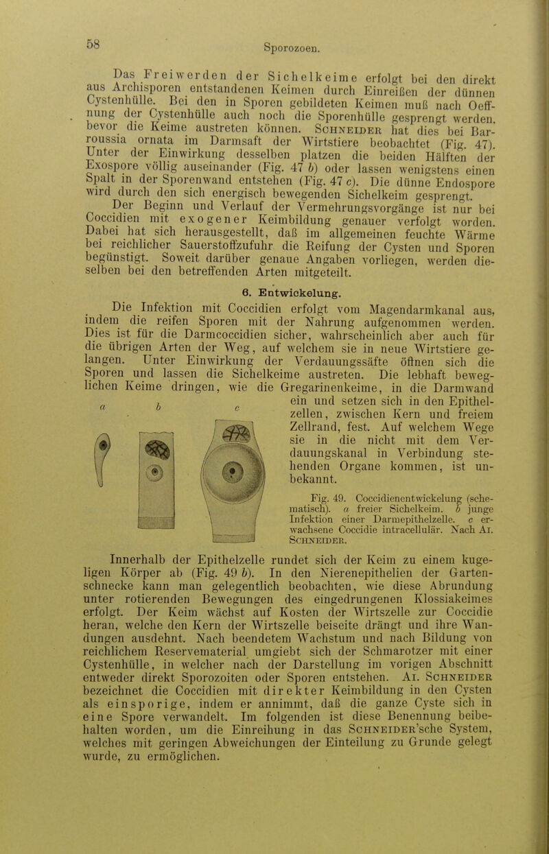 Das Freiwerden der Sichelkeime erfolgt bei den direkt aus Archisporen entstandenen Keimen durch Einreißen der dünnen Cystenhulle. Bei den in Sporen gebildeten Keimen muß nach Oeff- nung der Cystenhülle auch noch die Sporenhülle gesprengt werden bevor die Keime austreten können. Schneider hat dies bei Bar- roussia ornata im Darmsaft der Wirtstiere beobachtet (Fig 47) Unter der Einwirkung desselben platzen die beiden Hälften der Exospore völlig auseinander (Fig. 47 b) oder lassen wenigstens einen Spalt in der Sporenwand entstehen (Fig. 47 c). Die dünne Endospore wird durch den sich energisch bewegenden Sichelkeim gesprengt. Der Beginn und Verlauf der Vermehrungsvorgänge ist nur bei Coccidien mit exogener Keimbildung genauer verfolgt worden. Dabei hat sich herausgestellt, daß im allgemeinen feuchte Wärme bei reichlicher Sauerstoflfzufuhr die Reifung der Cysten und Sporen begünstigt. Soweit darüber genaue Angaben vorliegen, werden die- selben bei den betreffenden Arten mitgeteilt. 6. EntWickelung. Die Infektion mit Coccidien erfolgt vom Magendarmkanal aus, indem die reifen Sporen mit der Nahrung aufgenommen werden. Dies ist für die Darmcoccidien sicher, wahrscheinlich aber auch für die übrigen Arten der Weg, auf welchem sie in neue Wirtstiere ge- langen. Unter Einwirkung der Verdauungssäfte öffnen sich die Sporen und lassen die Sichelkeime austreten. Die lebhaft beweg- lichen Keime dringen, wie die Gregarinenkeime, in die Darmwand ein und setzen sich in den Epithel- i I Zellen, zwischen Kern und freiem Zellrand, fest. Auf welchem Wege sie in die nicht mit dem Ver- dauungskanal in Verbindung ste- henden Organe kommen, ist un- bekannt. Fig. 49. Coccidienentwickelung (sche- matisch), a freier Sichelkeim, b jimge Infektion einer Darmepithelzelle, c er- wachsene Coccidie intracellulär. Nach Ar. Schneider. Innerhalb der Epithelzelle rundet sich der Keim zu einem kuge- ligen Körper ab (Fig. 49 b). In den Nierenepithelien der Garten- schnecke kann man gelegentlich beobachten, wie diese Abrundung unter rotierenden Bewegungen des eingedrungenen Klossiakeimes erfolgt. Der Keim wächst auf Kosten der Wirtszelle zur Coccidie heran, welche den Kern der Wirtszelle beiseite drängt und ihre Wan- dungen ausdehnt. Nach beendetem Wachstum und nach Bildung von reichlichem Reservematerial umgiebt sich der Schmarotzer mit einer Cystenhülle, in welcher nach der Darstellung im vorigen Abschnitt entweder direkt Sporozoiten oder Sporen entstehen. Ai. Schneider bezeichnet die Coccidien mit direkter Keimbildung in den C^j^sten als einsporige, indem er annimmt, daß die ganze Cyste sich in eine Spore verwandelt. Im folgenden ist diese Benennung beibe- halten worden, um die Einreihung in das ScHNEiDER'sche System, welches mit geringen Abweichungen der Einteilung zu Grunde gelegt wurde, zu ermöglichen.