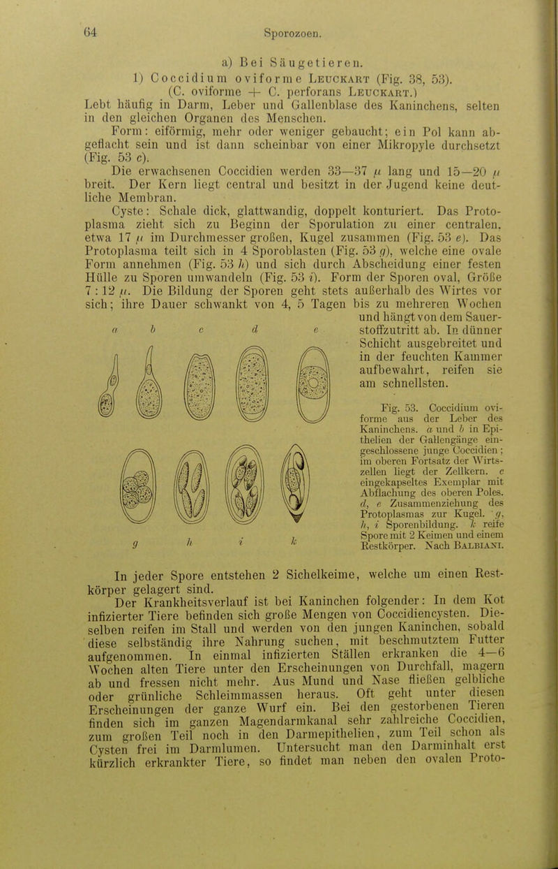 a) Bei Säugetieren. 1) Coccidium oviforme Leuckart (Fig. 38, 53). (C. oviforme + C. perforans Leuckart.) Lebt häufig in Darm, Leber und Gallenblase des Kaninchens, selten in den gleichen Organen des Menschen. Form: eiförmig, mehr oder weniger gebaucht; ein Pol kann ab- geflacht sein und ist dann scheinbar von einer Mikropyle durchsetzt (Fig. 53 c). Die erwachsenen Coccidien werden 33—37 f.i lang und 15—20 // breit. Der Kern liegt central und besitzt in der Jugend keine deut- liche Membran. Cyste: Schale dick, glattwandig, doppelt konturiert. Das Proto- plasma zieht sich zu Beginn der Sporulation zu einer centralen, etwa 17 im Durchmesser großen, Kugel zusammen (Fig. 53 e). Das Protoplasma teilt sich in 4 Sporoblasten (Fig. 53 r/), welche eine ovale Form annehmen (Fig. 53 Ii) und sich durch Abscheidung einer festen Hülle zu Sporen umwandeln (Fig. 53 i). Form der Sporen oval, Größe 7 :12 Die Bildung der Sporen geht stets außerhalb des Wirtes vor sich; ihre Dauer schwankt von 4, 5 Tagen bis zu mehreren Wochen und hängt von dem Sauer- stofi'zutritt ab. In dünner Schicht ausgebreitet und in der feuchten Kammer aufbewahrt, reifen sie am schnellsten. Fig. 53. Coccidium ovi- forme aus der Leber des Kaninchens, a und h in Epi- thelien der Gallengänge ein- geschlossene junge Coccidien; im oberen Fortsate der Wirts- zelleu liegt der Zellkern, c eingekapseltes Exemplar mit Abüachung des oberen Poles. d, e Zusammenziehung des Protoplasmas zur Kugel, r/, h, i Sporenbildung. /.• reife Spore mit 2 Keimen und einem Eestkörper. Nach BALBIA^^. In jeder Spore entstehen 2 Sichelkeime, welche um einen Rest- körper gelagert sind. Der Krankheitsverlauf ist bei Kaninchen folgender: In dem Kot infizierter Tiere befinden sich große Mengen von Coccidiencysten. Die- selben reifen im Stall und werden von den jungen Kaninchen, sobald diese selbständig ihre Nahrung suchen, mit beschmutztem Futter aufgenommen. In einmal infizierten Ställen erkranken die 4—6 Wochen alten Tiere unter den Erscheinungen von Durchfall, magern ab und fressen nicht mehr. Aus Mund und Nase fließen gelbliche oder grünliche Schleimmassen heraus. Oft geht unter diesen Erscheinungen der ganze Wurf ein. Bei den gestorbenen Tieren finden sich im ganzen Magendarmkanal sehr zahlreiche Coccidien, zum großen Teil noch in den Darmepithelien, zum Teil schon als Cysten frei im Darmlumen. Untersucht man den Darminhalt erst kürzlich erkrankter Tiere, so findet man neben den ovalen Proto-