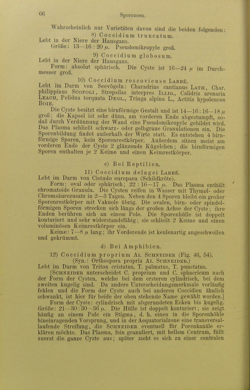 Wahrscheinlich nur Varietäten davon sind die beiden folgenden: 8) Coccidium truncatum. Lebt in der Niere der Hausgans. Größe: 13—16 : 20 Pseudomikropyle groß. 9) Coccidium globosum. Lebt in der Niere der Hausgans. Form: absolut sphärisch. Die Cyste ist 16—24 u im Durch- messer groß. 10) Coccidium roscoviense Labbe. Lebt im Darm von Seevögeln: Charadrius cantianus Lath, Char phihppinus ScopoLi, Strepsilas interpres Illig., Calidris arenaria Leach, Pehdna torquata Degl., Tringa alpina L., Actitis hypoleucos BoiE. Die Cyste besitzt eine birnförmige Gestalt und ist 14—16:16—18 .a groß; die Kapsel ist sehr dünn, am vorderen Ende abgestumpft, sö- daß durch Verdünnung der Wand eine Pseudomikropyle gebildet wird. Das Plasma schließt schwarz- oder gelbgraue Granulationen ein. Die Sporenbildung findet außerhalb der Wirte statt. Es entstehen 4 birn- förmige Sporen, kein Sporenrestkörper. Außerdem sitzen meist am vorderen Ende der Cyste 2 glänzende Kügelchen; die birnförmigen Sporen enthalten je 2 Keime und einen Keimrestkörper. c) Bei Reptilien. 11) Coccidium delagei Labbe. Lebt im Darm von Cistudo europaea (Schildkröte). Form: oval oder sphärisch; 22 : 16—17 Das Plasma enthält chromatoide Granula. Die Cysten reifen in Wasser mit Thymol- oder Chromsäurezusatz in 2—3 Tagen. Neben den 4 Sporen bleibt ein großer Sporenrestkörper mit Vakuole übrig. Die ovalen, birn- oder spindel- förmigen Sporen strecken sich längs der großen Achse der Cyste; ihre Enden berühren sich an einem Pole. Die Sporenhülle ist doppelt konturiert und sehr widerstandsfähig; sie schließt 2 Keime und einen voluminösen Keimrestkörper ein. Keime: 7—8 lang; ihr Vorderende ist keulenartig angeschwollen und gekrümmt. d) Bei Amphibien. 12) Coccidium proprium Ai. Schneider (Fig. 46, 54). (Syn.: Orthospora propria Ai. Schneider.) Lebt im Darm von Triton cristatus, T. palmatus, T. punctatus. [Schneider unterscheidet C. proprium und C. sphaericum nach der Form der Cysten, welche bei dem ersteren cylindrisch, bei dem zweiten kugelig sind. Da andere Unterscheidungsmerkmale vorläufig fehlen und die Form der Cyste auch bei anderen Coccidien ähnlich schwankt, ist hier für beide der oben stehende Name gewählt worden.] Form der Cyste: cylindrisch mit abgerundeten Ecken bis kugelig. Größe: 21—30:30—36 i«. Die Hülle ist doppelt konturiert; sie zeigt häufig an einem Pole ein Stigma, d. h. einen in die Sporenhöhle hineinragenden Vorsprung, und in der Aequatorialzone eine transversal- laufende Streifung, die Schneider eventuell für Porenkanäle er- klären möchte. Das Plasma, fein granuliert, mit hellem Centrum, füllt zuerst die. ganze Cyste aus; später zieht es sich zu einer centralen