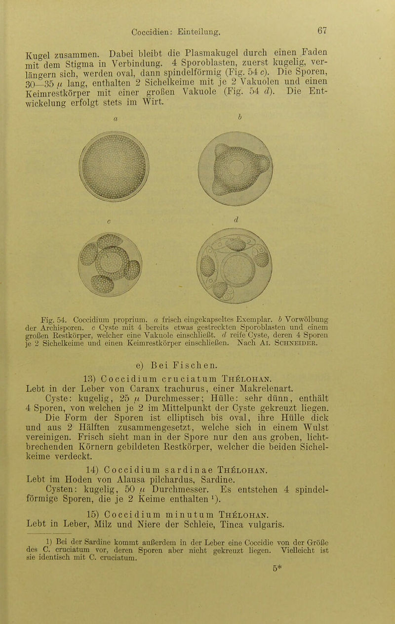 Kugel zusammen. Dabei bleibt die Plasmakugel durch einen Faden mit dem Stigma in Verbindung. 4 Sporoblasten, zuerst kugelig, ver- längern sich, werden oval, dann spindelförmig (Fig. 54 c). Die Sporen, 30-^35 ,{< lang, enthalten 2 Sichelkeime mit je 2 Vakuolen und einen Keimrestkörper mit einer großen Vakuole (Fig. 54 d). Die Ent- wickelung erfolgt stets im Wirt. Fig. 54. Coccidium proprium, a frisch, eingekapseltes Exemplar, h Vorwölbung der Archisporen. c Cyste mit 4 bereits etwas gestreckten Sporoblasten und einem großen Eestkörper, welcher eine Vakuole einschließt, d reife Cyste, deren 4 Sporen je 2 Sichelkeime und einen Keimrestkörper einscMießen. Nach Ai. Schneider. e) Bei Fischen. 13) Coccidium cruciatum Thelohan. Lebt in der Leber von Caranx trachurus, einer Makrelenart. Cyste: kugelig, 25 (tt Durchmesser; Hülle: sehr dünn, enthält 4 Sporen, von welchen je 2 im Mittelpunkt der Cyste gekreuzt liegen. Die Form der Sporen ist elliptisch bis oval, ihre Hülle dick und aus 2 Hälften zusammengesetzt, welche sich in einem Wulst vereinigen. Frisch sieht man in der Spore nur den aus groben, licht- brechenden Körnern gebildeten Restkörper, welcher die beiden Sichel- keime verdeckt. 14) Coccidium sardinae Thelohan. Lebt im Hoden von Alausa pilchardus, Sardine. Cysten: kugelig, 50 i-i Durchmesser. Es entstehen 4 spindel- förmige Sporen, die je 2 Keime enthalten ^). 15) Coccidium minutum Thelohan. Lebt in Leber, Milz und Niere der Schleie, Tinea vulgaris. 1) Bei der Sardine kommt außerdem in der Leber eine Coccidie von der Größe des C. cruciatum vor, deren Sporen aber nicht gekreuzt liegen. Vielleicht ist sie identisch mit C. cruciatum. 5*