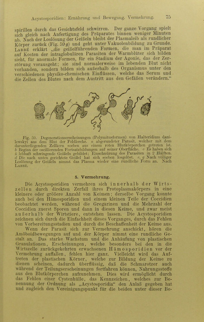 Spirillen diircli das Gesichtsfeld schwirren. Der ganze Vorgang spielt sich gleich nach Anfertigung des Präparates binnen weniger Minuten ab. Nach der Loslösung der Geißeln bleibt der Plasmaleib als rundlicher Körper zurück (Fig.bdg) und geht unter Vakuolenbildung zu Grunde. Labbe erklärt „die geißelführenden Formen, die man im Präparat auf Kosten der intraglobulären Parasiten der Warmblüter sich bilden sieht, für anormale Formen, für ein Stadium der Agonie, das der Zer- störung vorausgeht; sie sind normalerweise im lebenden Blut nicht vorhanden, sondern bilden sich außerhalb des Organismus unter den verschiedenen physiko-chemischen Einflüssen, welche das Serum und die Zellen des Blutes nach dem Austritt aus den Gefäßen verändern. Fig. 59. Degenerationsevscheinungen (Polymitusformen) von Halteridium dani- lewskyi aus dem Blut der Feldlerche, a. abgerundeter Parasit, welcher mit dem darunterliegenden Zellkern soeben aus einem roten Blutkörperchen getreten ist. b Beginn der oscilUerenden Fortsatzbildungen auf seiner Oberfläche, c Es haben sich ■i lebhaft schwingende Geißeln gebildet; Einschnürung des Parasiten in 2 Hälften. Die nach unten gerichtete Geißel hat sich soeben losgelöst, c, cj Nach völliger Loslösung der Geißeln nimmt das Plasma wieder eine rundliche Form an. Nach Labbe. 5. Vermehrung. Die Acystosporidien vermehren sich innerhalb der Wirts- zellen durch direkten Zerfall ihres Protoplasmakörpers in eine kleinere oder größere Anzahl von Keimen; derselbe Vorgang konnte auch bei den Hämosporidien und einem kleinen Teile der Coccidien beobachtet werden, während die Gregarinen und die Mehrzahl der Coccidien zuerst Sporen und dann in diesen Keime, und zwar meist außerhalb der Wirtstiere, entstehen lassen. Die Acystosporidien zeichnen sich durch die Einfachheit dieses Vorganges, durch das Fehlen von Vorbereitungsstadien und durch die Beschaffenheit der Keime aus. Wenn der Parasit sich zur Vermehrung anschickt, hören die Amöboidbewegungen auf und der Körper nimmt eine rundliche Ge- stalt an. Das starke Wachstum und die Anhäufung von plastischen Granulationen, Erscheinungen, welche besonders bei den in die Wirtszelle zurückgekehrten erwachsenen Hämosporidien vor der Vermehrung auffallen, fehlen hier ganz. Vielleicht wird das Auf- treten der plastischen Körner, welche zur Bildung der Keime zu dienen scheinen, dadurch überflüssig, daß die Schmarotzer auch während der Teilungserscheinungen fortfahren können, Nahrungsstoffe aus den Blutkörperchen aufzunehmen. Dies wird ermöglicht durch das Fehlen einer Cystenhülle, das Kennzeichen, welches zur Be- nennung der Ordnung als „Acystosporidia den Anlaß gegeben hat und zugleich den Vereinigungspunkt für die beiden unter dieser Be-