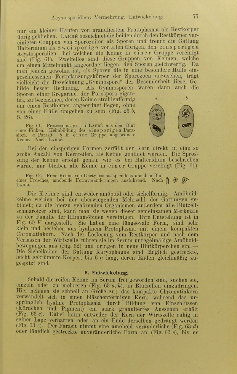 Acystosporidien: Vermehrung. Entwickelung. nur ein kleiner Haufen von granuliertem Protoplasma als Restkörper übrig geblieben, Labbe bezeichnet die beiden durch den Restkörper ver- einigten Gruppen von Sporozoiten als Sporen und trennt die Gattung Halteridium als z w e i s p o r i g e von allen übrigen, den e i n s p o r i g e n Acystosporidien, bei welchen die Keime in einer Gruppe vereinigt sind (Fig. 61). Zweifellos sind diese Gruppen von Keimen, welche um einen Mittelpunkt angeordnet liegen, den Sporen gleichwertig. Da man jedoch gewohnt ist, als Sporen die in eine besondere Hülle ein- geschlossenen Fortpflanzungskörper der Sporozoen anzusehen, trägt vielleicht die Bezeichnung „Gymnospore der Besonderheit dieser Ge- bilde besser Rechnung. Als Gymnosporen wären dann auch die Sporen einer Gregarine, der Porospora gigan- tea, zu bezeichnen, deren Keime strahlenförmig « ^ um einen Restkörper angeordnet liegen, ohne von einer Hülle umgeben zu sein (Fig. 23 b, S. 26). Fig. 61. Proteosoma grassii Labbe aus dem Blut eines Finken. Keimbilduug des einsporigen Para- siten, a Parasit, b in einer Gruppe angeordnete Keime. Nach. Labbe. Bei den einsporigen Formen zerfällt der Kern direkt in eine so große Anzahl von Kernteilen, als Keime gebildet werden. Die Spros- sung der Keime erfolgt genau, wie es bei Halteridium beschrieben wurde, nur bleiben alle Keime in einer Gruppe vereinigt (Fig. 61). Fig. 62. Freie Keüne von Dactylosoma splendens aus dem Blut eines Frosches, amöboide Formveränderungen ausführend. Nach ^ Labbe. Die Keime sind entweder amöboid oder sichelförmig. Amöboid- keime werden bei der überwiegenden Mehrzahl der Gattungen ge- bildet; da die hierzu gehörenden Organismen außerdem alle Blutzell- schmarotzer sind, kann man sie wegen dieser gemeinsamen Merkmale zu der Familie der Hämamöbiden vereinigen. Ihre Entstehung ist in Fig. 60 F dargestellt. Sie haben eine längsovale Form, sind sehr klein und bestehen aus hyalinem Protoplasma mit einem kompakten Chromatinkorn. Nach der Loslösung vom Restkörper und nach dem Verlassen der Wirtszelle führen sie im Serum unregelmäßige Amöboid- bewegungen aus (Fig. 62) und dringen in neue Blutkörperchen ein. — Die Sichelkeime der Gattung Karyophagus sind länglich gestreckte, leicht gekrümmte Körper, bis 6 lang, deren Enden gleichmäßig zu- gespitzt sind. 6. Entwickelung. Sobald die reifen Keime im Serum frei geworden sind, suchen sie, einzeln oder zu mehreren (Fig. 63 a, Ä), in Blutzellen einzudringen. Hier nehmen sie schnell an Größe zu; das kompakte Chromatinkorn verwandelt sich in einen bläschenförmigen Kern, während das ur- sprünglich hyaline Protoplasma durch Bildung von Einschlüssen (Körnchen und Pigment) ein stark granuliertes Aussehen erhält (Fig. 63 c). Dabei kann entweder der Kern der Wirtszelle ruhig in seiner Lage verharren oder an ein Ende derselben gedrängt werden (Fig. 63 c). Der Parasit nimmt eine amöboid veränderliche (Fig. 63 d) oder länglich gestreckte unveränderliche Form an (Fig. 63 e), bis er