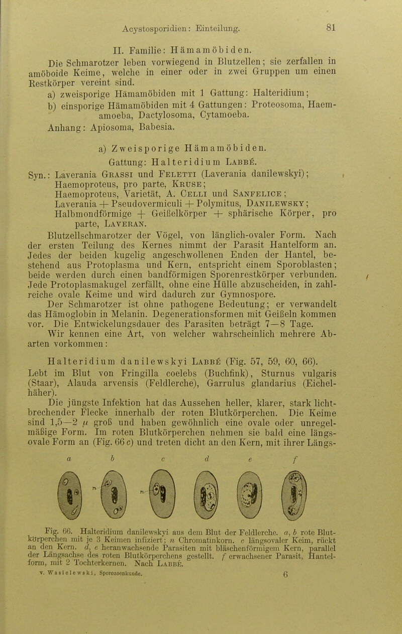 II. Familie: Hämamöbiden. Die Schmarotzer leben vorwiegend in Blutzellen; sie zerfallen in amöboide Keime, welche in einer oder in zwei Gruppen um einen Restkörper vereint sind. a) zweisporige Hämamöbiden mit 1 Gattung: Halteridium; b) einsporige Hämamöbiden mit 4 Gattungen: Proteosoma, Haem- amoeba, Dactylosoma, Gytamoeba. Anhang: Apiosoma, Babesia. Syn. pro a) Zweisporige Hämamöbiden. Gattung: Halteridium Labbe. : Laverania Grassi und Feletti (Laverania danilewskyi); Haemoproteus, pro parte, Kruse; Haemoproteus, Varietät, A. Celli und Sanfelice ; Laverania + Pseudovermiculi + Polymitus, Danilewsky ; Halbmondförmige -|- Geißelkörper + sphärische Körper, parte, Laveran. Blutzellschmarotzer der Vögel, von länglich-ovaler Form. Nach ersten Teilung des Kernes nimmt der Parasit Hantelform an. Jedes der beiden kugelig angeschwollenen Enden der Hantel, be- stehend aus Protoplasma und Kern, entspricht einem Sporoblasten; beide werden durch einen bandförmigen Sporenrestkörper verbunden. Jede Protoplasmakugel zerfällt, ohne eine Hülle abzuscheiden, in zahl- reiche ovale Keime und wird dadurch zur Gymnospore. Der Schmarotzer ist ohne pathogene Bedeutung; er verwandelt das Hämoglobin in Melanin. Degenerationsformen mit Geißeln kommen vor. Die Entwickelungsdauer des Parasiten beträgt 7—8 Tage. Wir kennen eine Art, von welcher wahrscheinlich mehrere Ab- arten vorkommen: der Halteridium danilewskyi Labbe (Fig. 57, 59, 60, 66). Lebt im Blut von Fringilla coelebs (Buchfink), Sturnus vulgaris (Staar), Alauda arvensis (Feldlerche), Garrulus glandarius (Eichel- häher). Die jüngste Infektion hat das Aussehen heller, klarer, stark licht- brechender Flecke innerhalb der roten Blutkörperchen. Die Keime sind 1,5—2 /.i groß und haben gewöhnlich eine ovale oder unregel- mäßige Form. Im roten Blutkörperchen nehmen sie bald eine längs- ovale Form an (Fig. 66 c) und treten dicht an den Kern, mit ihrer Längs- c d e f a b Fiff. 66. Halteridium danilewskyi aus dem Blut der Feldlerche, a, b rote Blut- körperchen mit je 3 Keimen infiziert; 7^ Chromatinkorn. o längsovaler Keim, rückt an den Kern, d, c heranwachsende Parasiten mit bläschenförmigem Kern, parallel der Längsachse des roten Blutkörperchens gestellt. /' erwachsener Parasit, Hantel- form, mit 2 Tochterkernen. Nach Labbü. V. W a 81 e 1 e IV 8 k i, Sporozoenkunde. 6