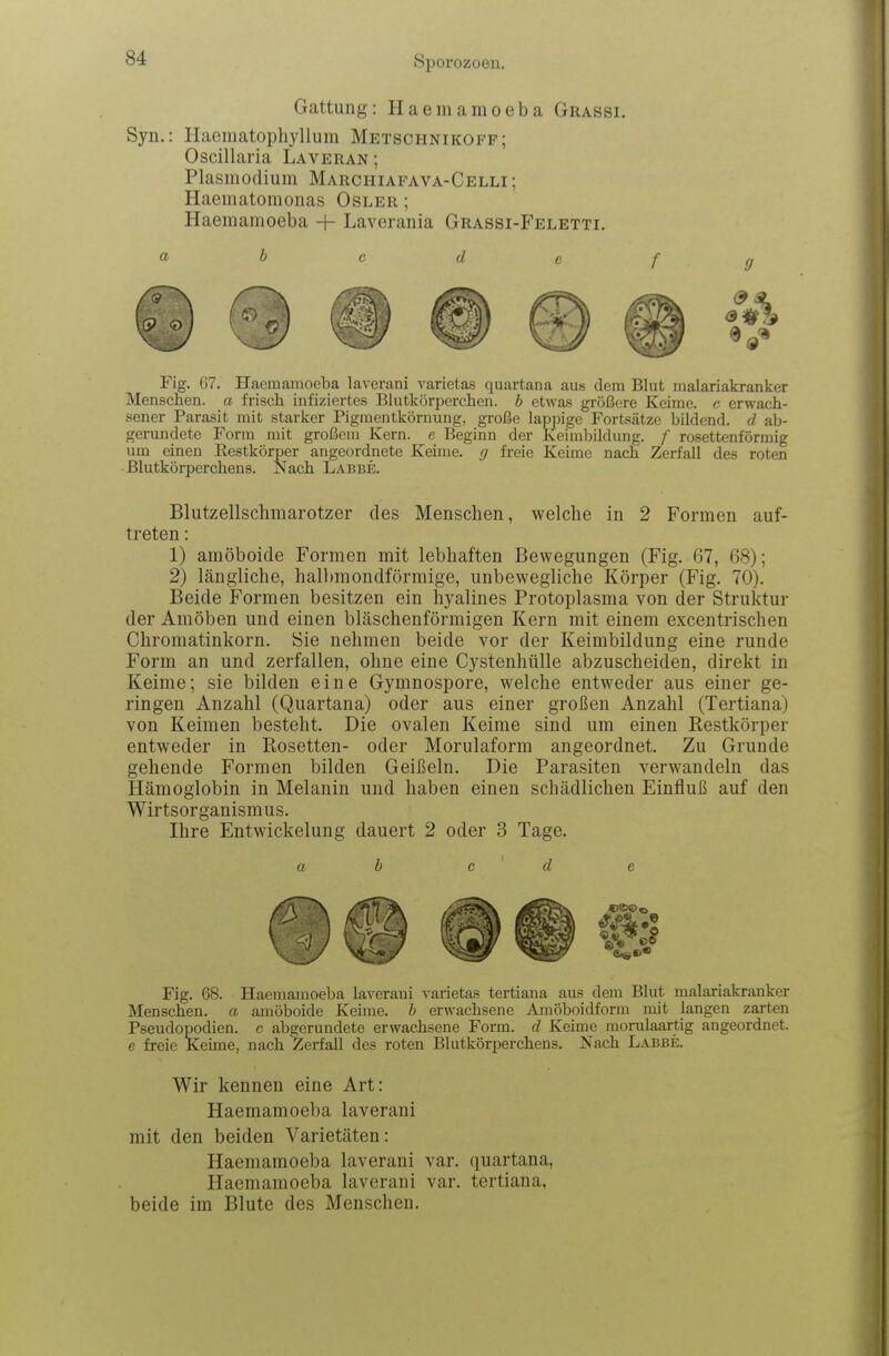 Gattung: Haemamoeba Grassi. Syn.: Haematopliyllum Metsciinikoff; Oscillaria Laveran ; Plasmodium Marchiafava-Celli ; Haematomonas Osler ; Haemamoeba -|- Laverania Grassi-Feletti. ci b e d e f Fig. 67. Haemamoeba laverani varielas quartana aus dem Blut malariakranker Menschen, a frisch infiziertes Blutkörperchen, b etwas größere Keime, c erwach- sener Parasit mit starker Pigmentkörnung, große lappige Fortsätze bildend, d ab- gerundete Form mit großem Kern, e Beginn der Keimbildung, f rosettenförmig um einen Restkörper angeordnete Keime, g freie Keime nach Zerfall des roten Blutkörperchens. Nach Labbe. Blutzellschmarotzer des Menschen, welche in 2 Formen auf- treten : 1) amöboide Formen mit lebhaften Bewegungen (Fig. 67, 68); 2) längliche, halbmondförmige, unbewegliche Körper (Fig. 70). Beide Formen besitzen ein hyalines Protoplasma von der Struktur der Amöben und einen bläschenförmigen Kern mit einem excentrischen Chromatinkorn. Sie nehmen beide vor der Keimbildung eine runde Form an und zerfallen, ohne eine Cystenhülle abzuscheiden, direkt in Keime; sie bilden eine Gymnospore, welche entweder aus einer ge- ringen Anzahl (Quartana) oder aus einer großen Anzahl (Tertiana) von Keimen besteht. Die ovalen Keime sind um einen Restkörper entweder in Rosetten- oder Morulaform angeordnet. Zu Grunde gehende Formen bilden Geißeln. Die Parasiten verwandeln das Hämoglobin in Melanin und haben einen schädlichen Einfluß auf den Wirtsorganismus. Ihre Entwickelung dauert 2 oder 3 Tage. a b c d e Fig. 68. Haemamoeba laverani varietas tertiana aus dem Blut malariakranker Menschen, a amöboide Keime, b erwachsene Amöboidform mit langen zarten Pseudopodien, c abgerundete erwachsene Form, d Keime morulaartig angeordnet, e freie Keime, nach Zerfall des roten Blutkörperchens. Nach Labbe. Wir kennen eine Art: Haemamoeba laverani mit den beiden Varietäten: Haemamoeba laverani var. quartana, Haemamoeba laverani var. tertiana, beide im Blute des Menschen.