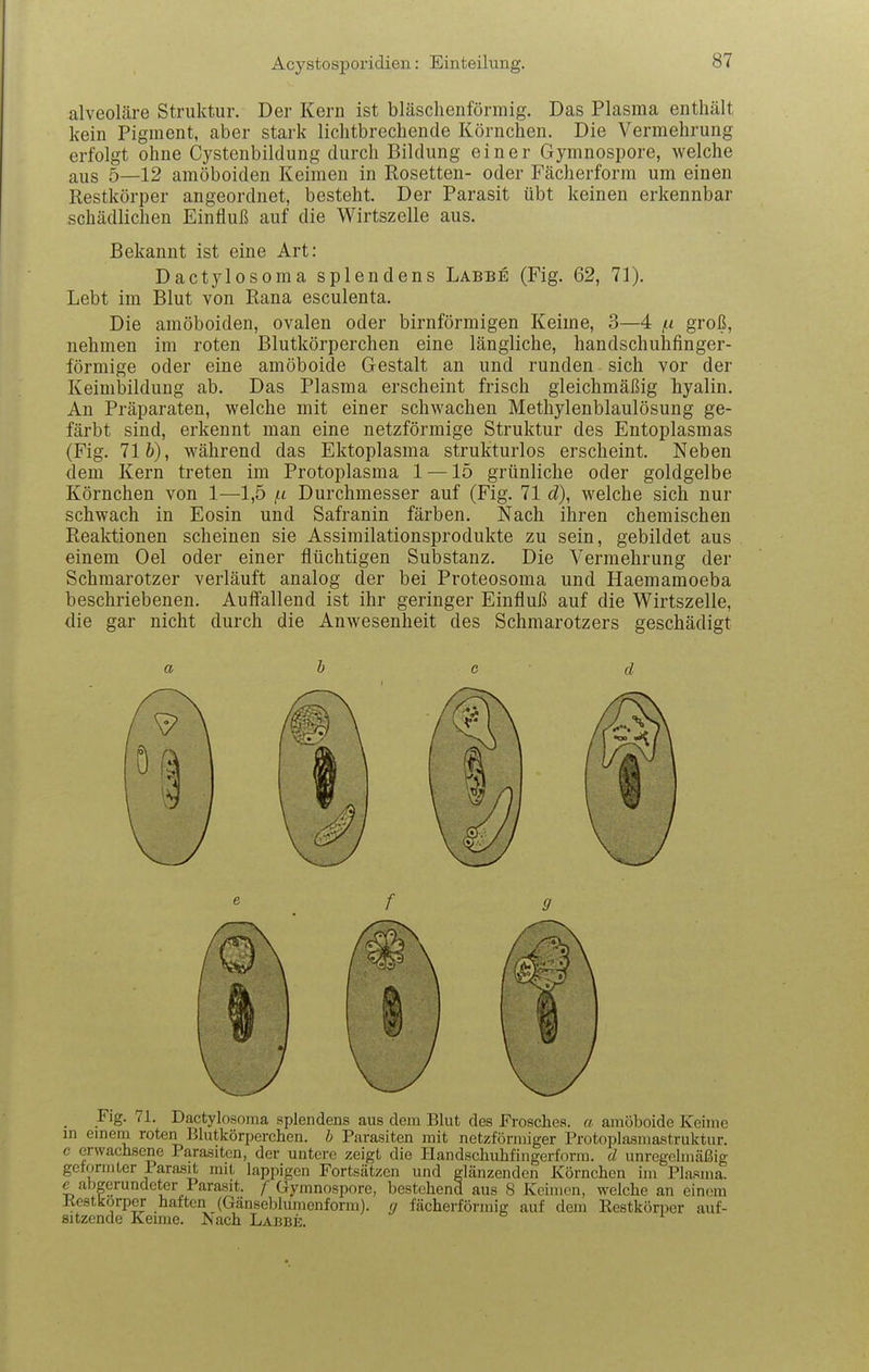 alveoläre Struktur. Der Kern ist bläschenförmig. Das Plasma enthält kein Pigment, aber stark lichtbrechende Körnchen. Die Vermehrung erfolgt ohne Cystenbildung durch Bildung einer Gymnospore, welche aus 5—12 amöboiden Keimen in Rosetten- oder Fächerform um einen Restkörper angeordnet, besteht. Der Parasit übt keinen erkennbar schädlichen Einfluß auf die Wirtszelle aus. Bekannt ist eine Art: Dactylosoma splendens Labbe (Fig. 62, 71). Lebt im Blut von Rana esculenta. Die amöboiden, ovalen oder birnförmigen Keime, 3—4 /t groß, nehmen im roten Blutkörperchen eine längliche, handschuhfinger- förmige oder eine amöboide Gestalt an und runden sich vor der Keimbildung ab. Das Plasma erscheint frisch gleichmäßig hyalin. An Präparaten, welche mit einer schwachen Methylenblaulösung ge- färbt sind, erkennt man eine netzförmige Struktur des Entoplasmas (Fig. 71 fc), während das Ektoplasma strukturlos erscheint. Neben dem Kern treten im Protoplasma 1 —15 grünliche oder goldgelbe Körnchen von 1—1,5 Durchmesser auf (Fig. 71 cZ), welche sich nur schwach in Eosin und Safranin färben. Nach ihren chemischen Reaktionen scheinen sie Assimilationsprodukte zu sein, gebildet aus einem Oel oder einer flüchtigen Substanz. Die Vermehrung der Schmarotzer verläuft analog der bei Proteosoma und Haemamoeba beschriebenen. Auffallend ist ihr geringer Einfluß auf die Wirtszelle, die gar nicht durch die Anwesenheit des Schmarotzers geschädigt a b c d f 9 Flg. 71. Dactylosoma splendens aus dem Blut des Frosches, a amöboide Keime in emena roten Blutkörperchen, h Parasiten mit netzförmiger Protoplasmastruktur, c erwachsene Parasiten, der untere zeigt die Handschuhfingerform, d unregchuäßig geformter 1 arasit mit hippigen Fortsätzen und glänzenden Körnchen im Plasma, e abgerundeter Parasit. /Gymnospore, bestehend aus 8 Keimen, welche an einem Kestkorper haften {Gänseblumenform), y fächerförmig auf dem Eestkörper auf- sitzende Keime. Tsaak Labbe.