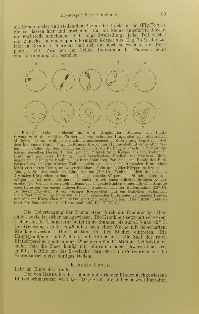 am Rande nieder und stellen den Beginn der Infektion dar (Fig. 73 a, e). Sie verblassen hier und erscheinen nur als kleine ungefärbte Flecke, die Farbstoffe annehmen. Bald folgt Zweiteilung; jeder Teil wächst nun zunächst in einen spindelförmigen Körper aus (Fig. 73 h\ der zu- letzt in Birnform übergeht und sich nur noch schwach an der Peri- pherie färbt. Zwischen den beiden Individuen des Paares scheint eine Verbindung zu bestehen. f g h i k Fig. 73. Apiosoma bigeminum. a—d in traglobuläre Stadien. Die Punk- tierung zeigt die relative Färbbarkeit von erhitzten Präparaten mit alkalischem Methylenblau an. a jüngstes Stadium, anscheinend in Zweiteilung begriffen. Aus dem kreisenden Blute, h spindelförmige Körper aus Herzmuskelblut eines akut ver- laufenden Falles. An den peripheren Enden ist die Färbung schwach, e birnförmige Körper derselben Herkunft, total gefärbt, d birnförmige Körper aus dem kreisenden Blute mit peripherer Färbung, e—k verschiedene Stadien aus frischem Blute, ungefärbt, e jüngstes Stadium des intraglobulären Parasiten, am Eande des Blut- körperchens als eine winzige Vakuole sichtbar. Aus dem kreisenden Blute eines leicht erkrankten Tieres, mit a vergleichbar, f ein amöboider Körper im kreisenden Blute, 3 Stunden nach der Blutentnahme (21 C). Wahrscheinlich doppelt, da 2 winzige Körperchen vorhanden sind, g derselbe Körper, eine Stunde später. Ein Körperchen ist nicht sichtbar', das andere durch einen stäbchenförmigen Körper ersetzt (?). h und i zwei rasch aufeinander folgende Stadien (innerhalb einer Minute) eines Parasiten von einem anderen Falle, 3 Stunden nach der Blutentnahme (23 Cj. In diesem Parasiten ist ein winziges Körperehen imd ein Stäbchen vorhanden. k ein Paar birnförmige Parasiten aus dem kreisenden Blute eines genesenden Rindes, mit winzigen Körperchen und vakuolenartigen ovalen Stehen. Aus Sivoth, Central- blatt für Bakteriologie und Parasitenkunde, Bd. XIII, 1893. Die Uebertragung der Schmarotzer durch die Rinderzecke, Boo- .philus bovis, ist sicher nachgewiesen. Die Krankheit setzt mit schwerem Fieber ein, die Temperatur steigt in 48 Stunden bis auf 40,5 und 42 C. Die Genesung erfolgt gewöhnlich nach einer Woche mit fieberhaftem Krankheitsverlauf. Der Tod kann in allen Stadien eintreten. Die Hauptsyraptöme sind Anämie und Blutharnen. Die Zahl der roten Blutkörperchen sinkt in einer Woche von 6 auf 1 Million; bei Sektionen findet man die Blase häufig mit blutrotem oder schwarzrotem Urin gefüllt, die Milz um das 2—4fache vergrößert, im Fettgewebe um die Nierenkapsel meist blutiges Oedem. Babesia bovis. Lebt im Blute des Rindes. Der von Babes bei der Hämoglobinurie der Rinder nachgewiesene Blutzellschmarotzer wird 0,5—2,0 {.i groß. Meist liegen zwei Parasiten