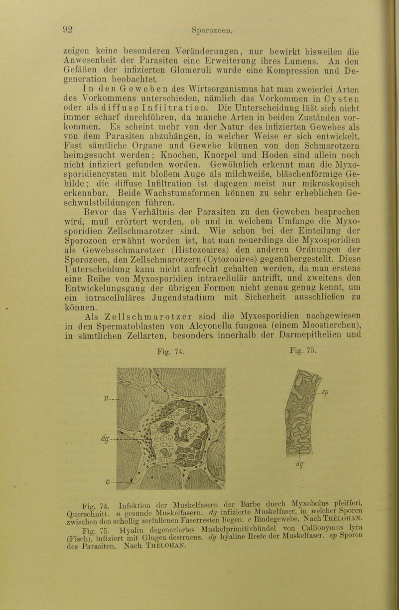 zeigen keine besonderen Veränderungen, nur bewirkt bisweilen die Anwesenheit der Parasiten eine Erweiterung ihres Lumens. An den Gefäßen der infizierten Glomeruli wurde eine Kompression und De- generation beobachtet. In den Geweben des Wirtsorganismus hat man zweierlei Arten des Vorkommens unterschieden, nämlich das Vorkommen in Cysten oder als diffuse Infiltration. Die Unterscheidung läßt sich nicht immer scharf durchführen, da manche Arten in beiden Zuständen vor- kommen. Es scheint mehr von der iSatur des infizierten Gewebes als von dem Parasiten abzuhängen, in welcher Weise er sich entwickelt. Fast sämtliche Organe und Gewebe können von den Schmarotzern heimgesucht werden; Knochen, Knorpel und Hoden sind allein noch nicht infiziert gefunden worden. Gewöhnlich erkennt man die M3'xo- sporidiencysten mit bloßem Auge als milchweiße, bläschenförmige Ge- bilde ; die diffuse Infiltration ist dagegen meist nur mikroskopisch erkennbar. Beide Wachstumsformen können zu sehr erheblichen Ge- schwulstbildungen führen. Bevor das Verhältnis der Parasiten zu den Geweben besprochen wird, muß erörtert werden, ob und in welchem Umfange die Myxo- sporidien Zellschmarotzer sind. Wie schon bei der Einteilung der Sporozoen erwähnt worden ist, hat man neuerdings die Myxosporidien als Gewebsschmarotzer (Histozoaires) den anderen Ordnungen der Sporozoen, den Zellschmarotzern (Cytozoaires) gegenübergestellt. Diese Unterscheidung kann nicht aufrecht gehalten werden, da man erstens eine Reihe von Myxosporidien intracellulär antrifft, und zweitens den Entwickelungsgang der übrigen Formen nicht genau genug kennt, um ein intracelluläres Jugendstadium mit Sicherheit ausschließen zu können. Als Zell Schmarotzer sind die Myxosporidien nachgewiesen in den Spermatoblasten von Alcyouella fungosa (einem Moostierchen), in sämtlichen Zellarten, besonders innerhalb der Darmepithelien und Fig. 74. Fig. 75. sp Fig 74 Infektion der Muskelfasern der Barbe durch IMyxobolus pfeiffen, Querschnitt n gesunde Muskelfasern, dg infizierte Muskelfaser, m welcher bporen zwischen den schollig zerfallenen Faserresten liegen, c Bindegewebe. Nach Thelohan. Fie 75 Hyalin degeneriertes Muskclpriniitivbündel von Callionynnis lyra (Fisch)7'infizicrt mit Glugea destruens. dg hyaline Reste der Muskelfaser, sp bporen des Parasiten, Nach Thelohan.