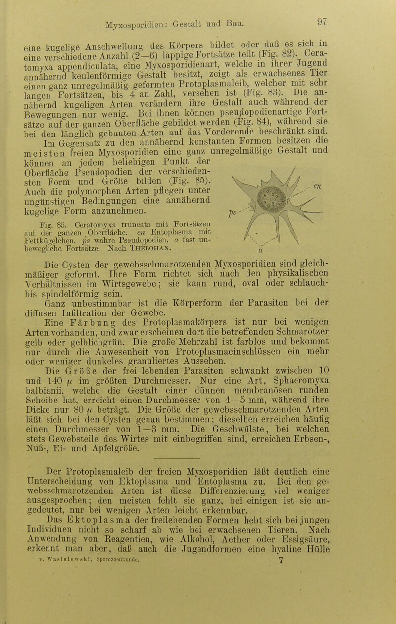 en eine kugelige Anschwellung des Körpers bildet oder daß es sich in eine verschiedene Anzahl (2—6) lappige Fortsätze teilt (Fig. 82). Gera- tomyxa appendiculata, eine Myxosporidienart, welche m ihrer Jugend annähernd keulenförmige Gestalt besitzt, zeigt als erwachsenes Tier einen ganz unregelmäßig geformten Protoplasmaleib, welcher mit sehr langen Fortsätzen, bis 4 an Zahl, versehen ist (Fig. 83). Die an- nähernd kugeligen Arten verändern ihre Gestalt auch wahrend der Bewegungen nur wenig. Bei ihnen können pseuflopodienartige Fort- sätze auf der ganzen Oberfläche gebildet werden (Fig. 84), während sie bei den länglich gebauten Arten auf das Vorderende beschränkt sind. Im Gegensatz zu den annähernd konstanten Formen besitzen die meisten freien Myxosporidien eine ganz unregelmäßige Gestalt und können an jedem beliebigen Punkt der Oberfläche Pseudopodien der verschieden- k / sten Form und Größe bilden (Fig. 85). Auch die polymorphen Arten pflegen unter ' 'v-' ungünstigen Bedingungen eine annähernd ^ *  kugelige Form anzunehmen. i''^ '' 7* Fig. 85. Ceratomyxa trimcata mit Fortsätzen // \ ^ auf der ganzen Oberfläche, en Entoplasma mit / . 1 V Fettkügelchen. ps wahre Pseudopodien, a fast un- ^ s, ^,.-1 \ beweghche Fortsätze. Nach Thelohan. Die Cysten der gewebsschmarotzenden Myxosporidien sind gleich- mäßiger geformt. Ihre Form richtet sich nach den physikalischen Verhältnissen im Wirtsgewebe; sie kann rund, oval oder schlauch- bis spindelförmig sein. Ganz unbestimmbar ist die Körperform der Parasiten bei der diifusen Infiltration der Gewebe. Eine Färbung des Protoplasmakörpers ist nur bei wenigen Arten vorhanden, und zwar erscheinen dort die betreffenden Schmarotzer gelb oder gelblichgrün. Die große Mehrzahl ist farblos und bekommt nur durch die Anwesenheit von Protoplasmaeinschlüssen ein mehr oder weniger dunkeles granuliertes Aussehen. Die Größe der frei lebenden Parasiten schwankt zwischen 10 und 140 f.L im größten Durchmesser. Nur eine Art, Sphaeromyxa balbianii, welche die Gestalt einer dünnen membranösen runden Scheibe hat, erreicht einen Durchmesser von 4—5 mm, während ihre Dicke nur 80 (.i beträgt. Die Größe der gewebsschmarotzenden Arten läßt sich bei den Cysten genau bestimmen; dieselben erreichen häufig einen Durchmesser von 1—3 mm. Die Geschwülste, bei welchen stets Gewebsteile des Wirtes mit einbegriffen sind, erreichen Erbsen-, Nuß-, Ei- und Apfelgröße. Der Protoplasmaleib der freien Myxosporidien läßt deutlich eine Unterscheidung von Ektoplasma und Entoplasma zu. Bei den ge- websschmarotzenden Arten ist diese Differenzierung viel weniger ausgesprochen; den meisten fehlt sie ganz, bei einigen ist sie an- gedeutet, nur bei wenigen Arten leicht erkennbar. Das Ektoplasma der freilebenden Formen hebt sich bei jungen Individuen nicht so scharf ab wie bei erwachsenen Tieren. Nach Anwendung von Reagentien, wie Alkohol, Aether oder Essigsäure, erkennt man aber, daß auch die Jugendformen eine hyaline Hülle •V. Wagielewskl, Sporozoenkunde. 7