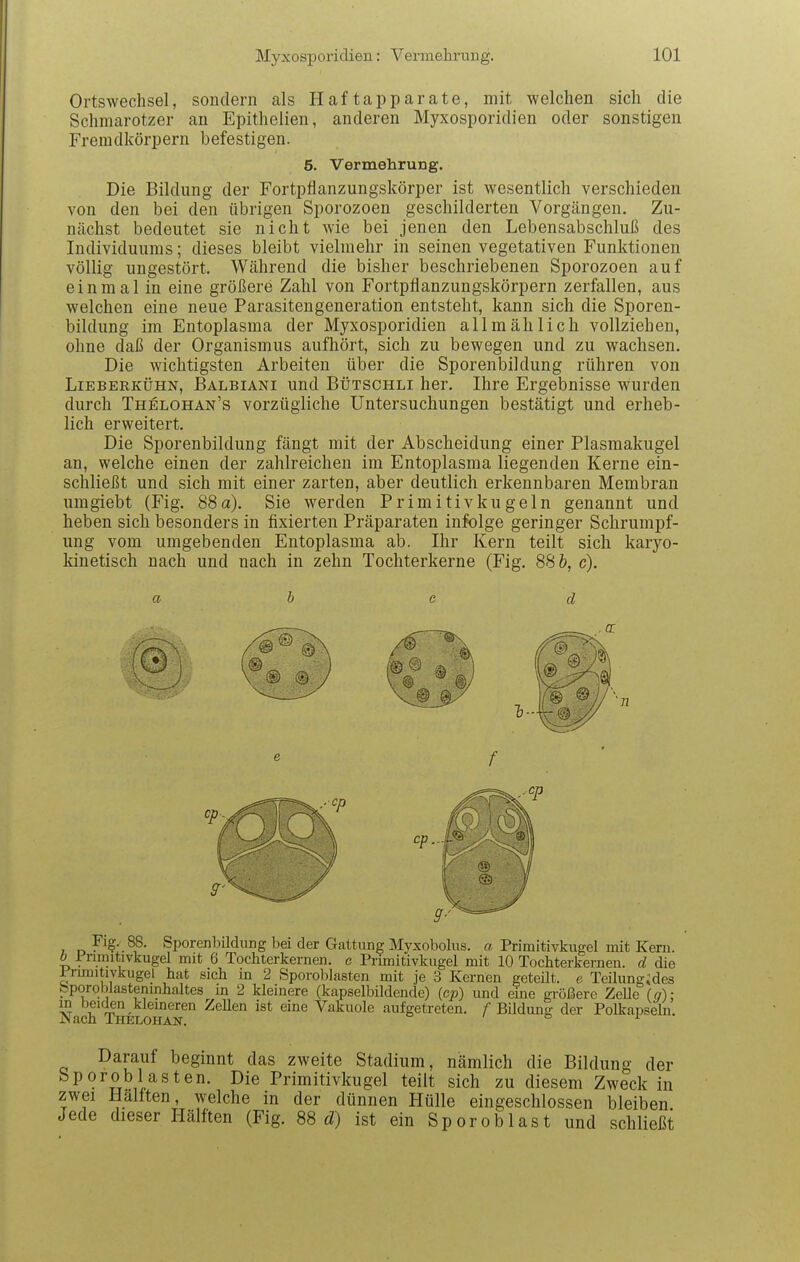 Ortswechsel, sondern als Haftapparate, mit welchen sich die Schmarotzer an Epithelien, anderen Myxosporidien oder sonstigen Fremdkörpern befestigen. 5. Vermehrung. Die Bildung der Fortpflanzungskörper ist wesentlich verschieden von den bei den übrigen Sporozoen geschilderten Vorgängen. Zu- nächst bedeutet sie nicht wie bei jenen den Lebensabschluß des Individuums; dieses bleibt vielmehr in seinen vegetativen Funktionen völlig ungestört. Während die bisher beschriebenen Sporozoen auf einmal in eine größere Zahl von Fortpflanzungskörpern zerfallen, aus welchen eine neue Parasitengeneration entsteht, kann sich die Sporen- bildung im Entoplasma der Myxosporidien allmählich vollziehen, ohne daß der Organismus aufhört, sich zu bewegen und zu wachsen. Die wichtigsten Arbeiten über die Sporenbildung rühren von Lieberkühn, Balbiani und Bütschli her. Ihre Ergebnisse wurden durch Thelohan's vorzügliche Untersuchungen bestätigt und erheb- lich erweitert. Die Sporenbildung fängt mit der Abscheidung einer Plasmakugel an, welche einen der zahlreichen im Entoplasma liegenden Kerne ein- schließt und sich mit einer zarten, aber deutlich erkennbaren Membran umgiebt (Fig. 88a). Sie werden Primitivkugeln genannt und heben sich besonders in fixierten Präparaten infolge geringer Schrumpf- ung vom umgebenden Entoplasma ab. Ihr Kern teilt sich karyo- kinetisch nach und nach in zehn Tochterkerne (Fig. 88 &, c). ab cd f , D ^porenbildung bei der Gattung Myxobolus. a Primitivkugel mit Kern. b Fnmitivkugel mit 6 Tochterkernen, c Primitivkugel mit 10 Tochterkernen, d die Primitivkugel hat sich in 2 Sporobksten mit je 3 Kernen geteilt, e Teilungides bporobJasteninhaltes m 2 kleinere (kapselbildende) (cp) und eine gi-ößerc Zelle (q); m bei(^ kleineren ZeUen ist eine Vakuole aufgetreten. BUdung der Polkapseln. Darauf beginnt das zweite Stadium, nämlich die Bildung der bporoblasten. Die Primitivkugel teilt sich zu diesem Zweck in zwei Hallten, welche in der dünnen Hülle eingeschlossen bleiben Jede dieser Hälften (Fig. 88 d!) ist ein Sporoblast und schließt