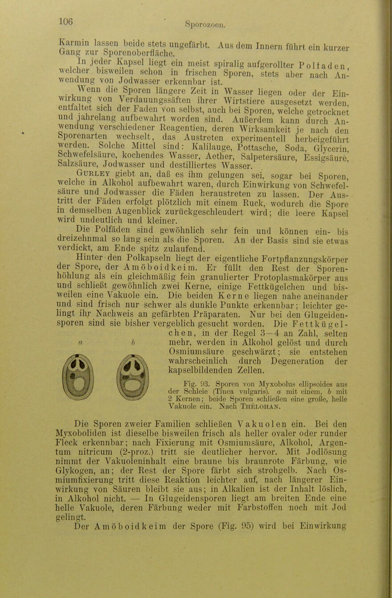 Karmin lassen beide stets ungefärbt. Aus dem Innern führt ein kurzer Gang zur Sporenoberfiäche. In jeder Kapsel liegt ein meist spiralig aufgerollter Polfaden welcher bisweilen schon in frischen Sporen, stets aber nach An- wendung von Jodwasser erkennbar ist. Wenn die Sporen längere Zeit in Wasser liegen oder der Ein- wirkung von Verdauungssäften ihrer Wirtstiei-e ausgesetzt werden entfaltet sich der Faden von selbst, auch bei Sporen, welche getrocknet und jahrelang aufbewahrt worden sind. Außerdem kann durch An- wendung verschiedener Reagentien, deren Wirksamkeit je nach den bporenarten wechselt, das Austreten experimentell herbeigeführt werden. Solche Mittel sind: Kalilauge, Pottasche, Soda, Glycerin, bchwelelsäure, kochendes Wasser, Aether, Salpetersäure, Essigsäure Salzsäure, Jodwasser und destilliertes Wasser. GuRLEY giebt an, daß es ihm gelungen sei, sogar bei Sporen welche in Alkohol aufbewahrt waren, durch Einwirkung von Schwefel- säure und Jodwasser die Fäden heraustreten zu lassen. Der Aus- tritt der Fäden erfolgt plötzlich mit einem Ruck, wodurch die Spore m demselben Augenblick zurückgeschleudert wird; die leere Kapsel wird undeutlich und kleiner. Die Polfäden sind gewöhnlich sehr fein und können ein- bis dreizehnmal so lang sein als die Sporen. An der Basis sind sie etwas verdickt, am Ende spitz zulaufend. Hinter den Polkapseln liegt der eigentliche Fortpflanzungskörper der Spore, der Amöboidkeim. Er füllt den Rest der Sporen- höhlung als ein gleichmäßig fein granulierter Protoplasmakörper aus und schließt gewöhnlich zwei Kerne, einige Fettkügelchen und bis- w^eilen eine Vakuole ein. Die beiden Kerne liegen nahe aneinander und sind frisch nur schwer als dunkle Punkte erkennbar; leichter ge- lingt ihr Nachweis an gefärbten Präparaten. Nur bei den Glugeiden- sporen sind sie bisher vergeblich gesucht worden. Die Fettkügel- chen, in der Regel 3 —4 an Zahl, selten mehr, werden in Alkohol gelöst und durch Osmiumsäure geschwärzt; sie entstehen wahrscheinlich durch Degeneration der kapselbildenden Zellen. Fig. 93. Sporen von Myxobolus ellipsoides aus der Schleie (Tinea vulgaris), a mit einem, b mit 2 Kernen; beide Sporen schließen eine große, helle Vakuole ein. Nach Thelohan. a Die Sporen zweier Familien schließen Vakuolen ein. Bei den Myxoboliden ist dieselbe bisweilen frisch als heller ovaler oder runder Fleck erkennbar; nach Fixierung mit Osmiumsäure, Alkohol, Argen- tum nitricum (2-proz.) tritt sie deutlicher hervor. Mit Jodlösung nimmt der Vakuoleninhalt eine braune bis braunrote Färbung, wie Glykogen, an; der Rest der Spore färbt sich strohgelb. Nach Os- miumfixierung tritt diese Reaktion leichter auf, nach längerer Ein- wirkung von Säuren bleibt sie aus; in Alkalien ist der Inhalt löslich, in Alkohol nicht. — In Glugeidensporen liegt am breiten Ende eine helle Vakuole, deren Färbung weder mit Farbstoffen noch mit Jod gelingt. Der Amöboidkeim der Spore (Fig. 05) wird bei Einwirkung