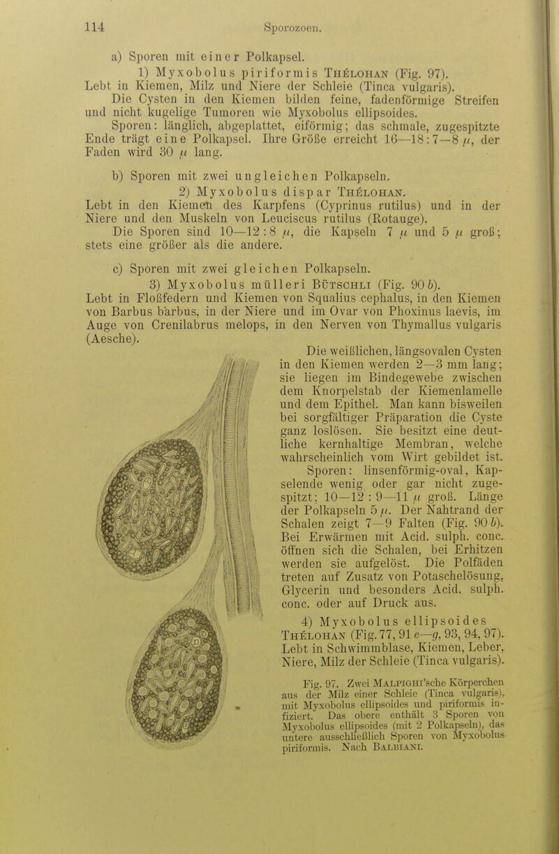 ■Ii a) Sporen mit einer Polkapsel, 1) Myxobolus piriformis Thelohan (Fig. 97). Lebt in Kiemen, Milz und Niere der Schleie (Tinea vulgaris). Die Cysten in den Kiemen bilden feine, fadenförmige Streifen und nicht kugelige Tumoren wie Myxobolus ellipsoides. Sporen: länglich, abgeplattet, eiförmig; das schmale, zugespitzte Ende trägt eine Polkapsel. Ihre Größe erreicht 16—18:7—8/<, der Faden wird 30 lang. b) Sporen mit zwei ungleichen Polkapseln. 2) Myxobolus dispar Thelohan. Lebt in den Kiemen des Karpfens (Cyprinus rutilus) und in der Niere und den Muskeln von Leuciscus rutilus (Rotauge). Die Sporen sind 10—12:8 /<, die Kapseln 7 i-l und 5 i-i groß; stets eine größer als die andere. c) Sporen mit zwei gleichen Polkapseln. 3) Myxobolus mülleri Bütschli (Fig. 90 6). Lebt in Floßfedern und Kiemen von Squalius cephalus, in den Kiemen von Barbus barbus, in der Niere und im Ovar von Phoxinus laevis, im Auge von Crenilabrus melops, in den Nerven von Thymallus vulgaris (Aesche). Die weißlichen, längsovalen Cysten in den Kiemen werden 2—3 mm lang; sie liegen im Bindegewebe zwischen dem Knorpelstab der Kiemenlamelle und dem Epithel. Man kann bisweilen bei sorgfältiger Präparation die Cyste ganz loslösen. Sie besitzt eine deut- liche kernhaltige Membran, welche wahrscheinlich vom Wirt gebildet ist. Sporen: linsenförmig-oval, Kap- selende wenig oder gar nicht zuge- spitzt; 10—12:9—11,« groß. Länge der Polkapseln 5 //. Der Nahtrand der Schalen zeigt 7-9 Falten (Fig. 90&)-. Bei Erwärmen mit Acid. sulph. conc. öffnen sich die Schalen, bei Erhitzen werden sie aufgelöst. Die Polfäden treten auf Zusatz von Potaschelösung, Glycerin und besonders Acid. sulph. conc. oder auf Druck aus. 4) Myxobolus ellipsoides Thelohan (Fig. 77, 91 e—g, 93, 94, 97). Lebt in Schwimmblase, Kiemen, Leber, Niere, Milz der Schleie (Tinea vulgaris). Fig. 97. Zwei Malpighi'scIig Körperchen aus der Milz einer Schleie (Tinea vulgaris), mit Myxobolus ellipsoides und piriformis in- fiziert. Das obere euthält 3 Sporen von Myxobolus ellipsoides (mit 2 Polkapseln), das untere ausschließlich Sporen von Myxobohis- pirifonnis. Nach Balbiani.