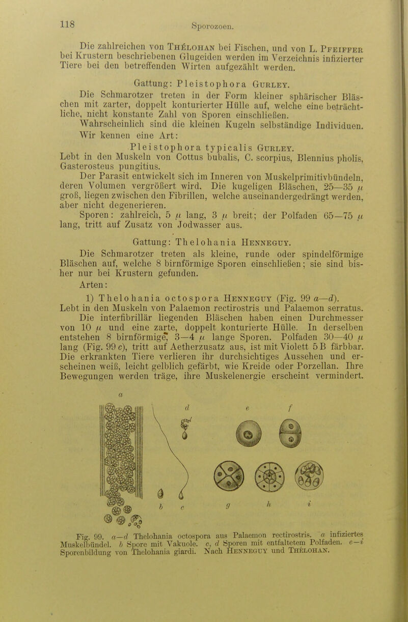 Die zahlreichen von Th^loiian bei Fischen, und von L. Pfeiffer bei Krustern beschriebenen Glugeiden werden im Verzeichnis infizierter Tiere bei den betreffenden Wirten aufgezählt werden. Gattung: Pleistophora Gurley. Die Schmarotzer treten in der Form kleiner sphärischer Bläs- chen mit zarter, doppelt konturierter Hülle auf, welche eine beträcht- liche, nicht konstante Zahl von Sporen einschließen. Wahrscheinlich sind die kleinen Kugeln selbständige Individuen. Wir kennen eine Art: Pleistophora typicalis Gurley. Lebt in den Muskeln von Gottus bubalis, C. scorpius, Blennius pholis, Gasterosteus pungitius. Der Parasit entwickelt sich im Inneren von Muskelprimitivbündeln, deren Volumen vergrößert wird. Die kugeligen Bläschen, 25—35 groß, liegen zwischen den Fibrillen, welche auseinandergedrängt werden, aber nicht degenerieren. Sporen: zahlreich, 5 fi lang, 3 breit; der Polfaden 65—75 lang, tritt auf Zusatz von Jodwasser aus. Gattung: Thelohania Henneguy. Die Schmarotzer treten als kleine, runde oder spindelförmige Bläschen auf, welche 8 birnförmige Sporen einschließen; sie sind bis- her nur bei Krustern gefunden. Arten: 1) Thelohania octospora Henneguy (Fig. 99 a—d). Lebt in den Muskeln von Palaemon rectirostris und Palaemon serratus. Die interfibrillär liegenden Bläschen haben einen Durchmesser von 10 fi und eine zarte, doppelt konturierte Hülle. In derselben entstehen 8 birnförmige^ 3—4 u lange Sporen. Polfaden 30—40 f< lang (Fig. 99 c), tritt auf Aetherzusatz aus, ist mit Violett 5 B färbbar. Die erkrankten Tiere verlieren ihr durchsichtiges Aussehen und er- scheinen weiß, leicht gelblich gefärbt, wie Kreide oder Porzellan. Ihre Bewegungen werden träge, ihre Muskelenergie erscheint vermindert. a Fig. 99. a—d Thelohania octospora aus Palaemon rectirostris. o infiziertes Muskelbündel, b üpore mit Vakuole, c, d Sporen mit entfaltetem Polfaden, e—i Sporenbildung von Thelohania giardi. Nach Henneguy und Thelohan.