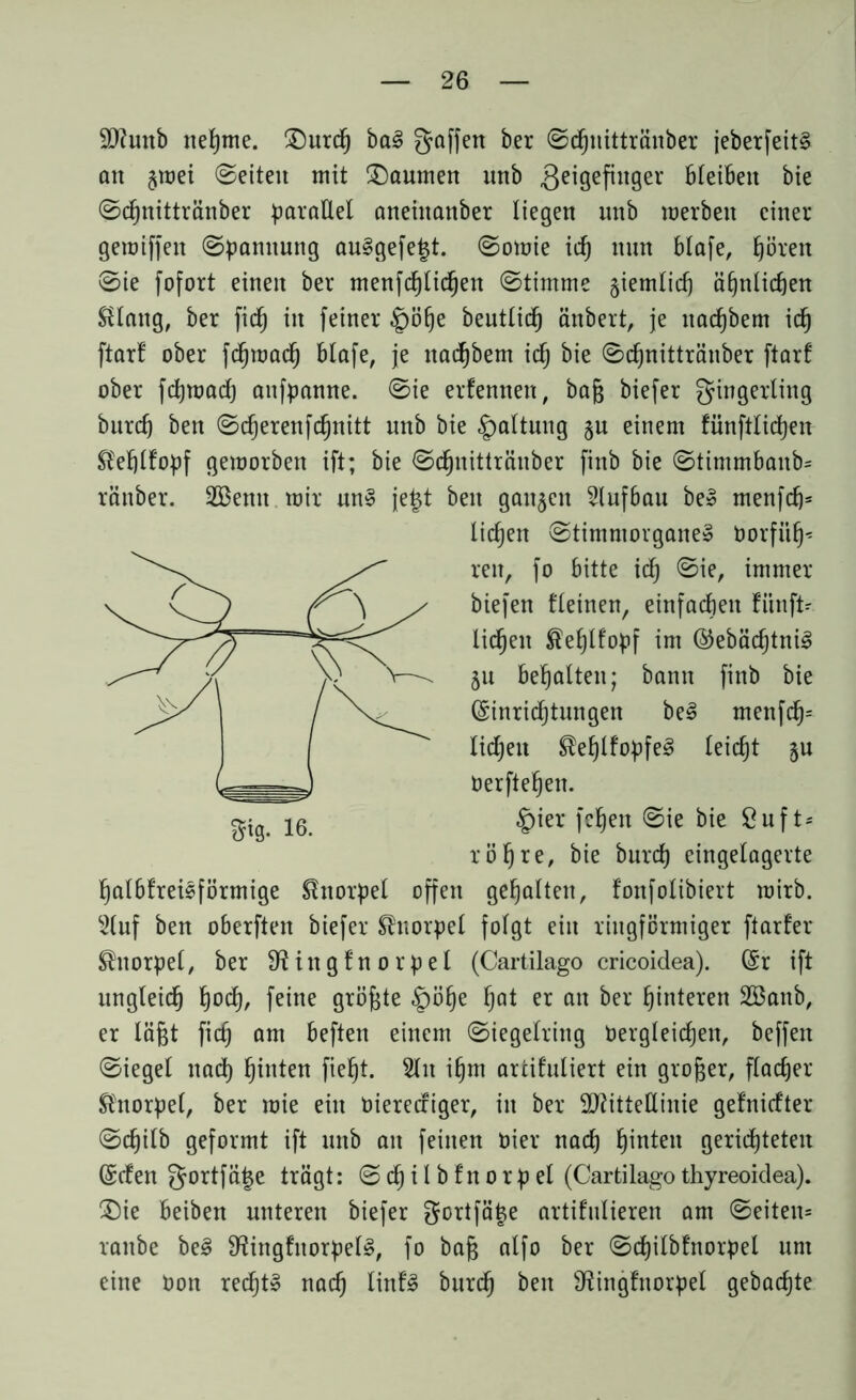Munb nehme. £5urcfj bal gaffen ber ©cfjnittränber jeberfeitl an §mei ©eiten mit £)aumen unb .geigefinger Bleiben bie ©cfjnittränber paraÜel aneinanber liegen unb merben einer gemiffen ©pamtung aulgefetjt. ©omie ich nun blafe, ^ören ©ie fofort einen ber menfcfjticfjen ©timme ziemlich ähnlichen Solang, ber fid^ in feiner §ö£)e beutlidfj änbert, je uacfjbem ich ftar! ober fdjmach blafe, je uacfjbem idj bie ©cfjnittränber ftarf ober fcfjmach anfpanne. ©ie erfennen, bag biefer gingerling burcfj ben ©cfjereufcfjnitt unb bie Haltung §u einem fünftlidjen Ste^ffopf gemorben ift; bie ©chnitträuber finb bie ©timmbanb- ränber. 2Bemt mir uni je|t ben ganzen Aufbau bei menfcfj= licken ©timniorganel Oorfi'tfj^ reu, fo bitte icfj ©ie, immer biefen fleinen, einfachen fiinft- lic^en $ehlfopf im ©ebäcfjtnil ju behalten; bann finb bie (Einrichtungen bei menfcfj= liehen ®ehlfopfel leicht §u öerftehen. $i8. 16. £>'«: i^elt bie röhre, bie burcfj eingelagerte halbfreieförmige Knorpel offen gehalten, fonfolibiert mirb. 2luf ben oberften biefer Knorpel folgt ein ringförmiger ftarfer Knorpel, ber Diingfnorpel (Cartilago cricoidea). (Er ift ungleich hoch> feine Qtöfete §öhe hot er an ber hinteren 2Banb, er lägt fich am beften einem ©iegelring Oergleichen, beffen ©iegel nach hinten fieht. 2lit ihm artifuliert ein groger, flacher Knorpel, ber mie ein oierecriger, in ber Mittellinie gefniefter ©chilb geformt ift unb an feinen Oier nach hinten gerichteten (Eden gortfä^e trägt: ©djilbfnorpel (Cartilagothyreoklea). £)ie beiben unteren biefer gortfä^e artifiilieren am ©eiten* raube bei SRingfitorpell, fo bag alfo ber ©chilbfnorpel um eine Oon recht» nach linfl burcfj ben Sftingfnorpel gebaute