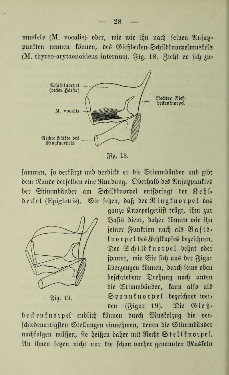 tnulfefl (M. vocalis)* ober, ioie wir itjit nad) feinen 2fnfa£= fünften nennen fönnen, bei ©ief$betfen=©d)iIbfnorpehnnlfeII (M. thyreo-arytaenoideus internus), g-ig. 18. Qie^t er fid) §n* Geölter Sieft* bedenfttorpel fammen, fo berfürgt unb berbicft er bie ©timmbänber mtb gibt bem 9?anbe berfefben eine Sftunbung. Dberfjatb bei 2fnfa|punftel ber ©timmbänber om ©djitbfnorpef entfpringt ber ®ef)t5 becfel (Epiglottis), ©ie fef)en, bafj ber 9? ingfitor pef bal gaitje ®norpefgeriift trägt, ifjm §ur 23afi! bient, bafjer fönnen wir if)n feiner gunftion nad) all 23afil» f n o r p e t bei ^ehlfopfel bezeichnen. Der ©d)ilbfnorpeI behnt ober fpannt, toie ©ie fid) aul ber gigur überzeugen fönnen, burdj feine oben befdjriebene Drehung nad) unten bie ©timmbänber, fann alfo all ©pattnfnorpel bezeichnet wer» ben (gigur 19). Die ®ief)» beef ettfnorpel eitblidj fönnen burd) 9ftulfefzug bie oer= fdjiebenartigfteu ©teftungen einne^nten, beneit bie ©timmbänber nadjfolgen tnüffen, fie feigen ba§er mit fHed^t ©teltfnorpef. 3(it ihnen feigen nicht nur bie fdjon borfjer genannten Sflulfetn
