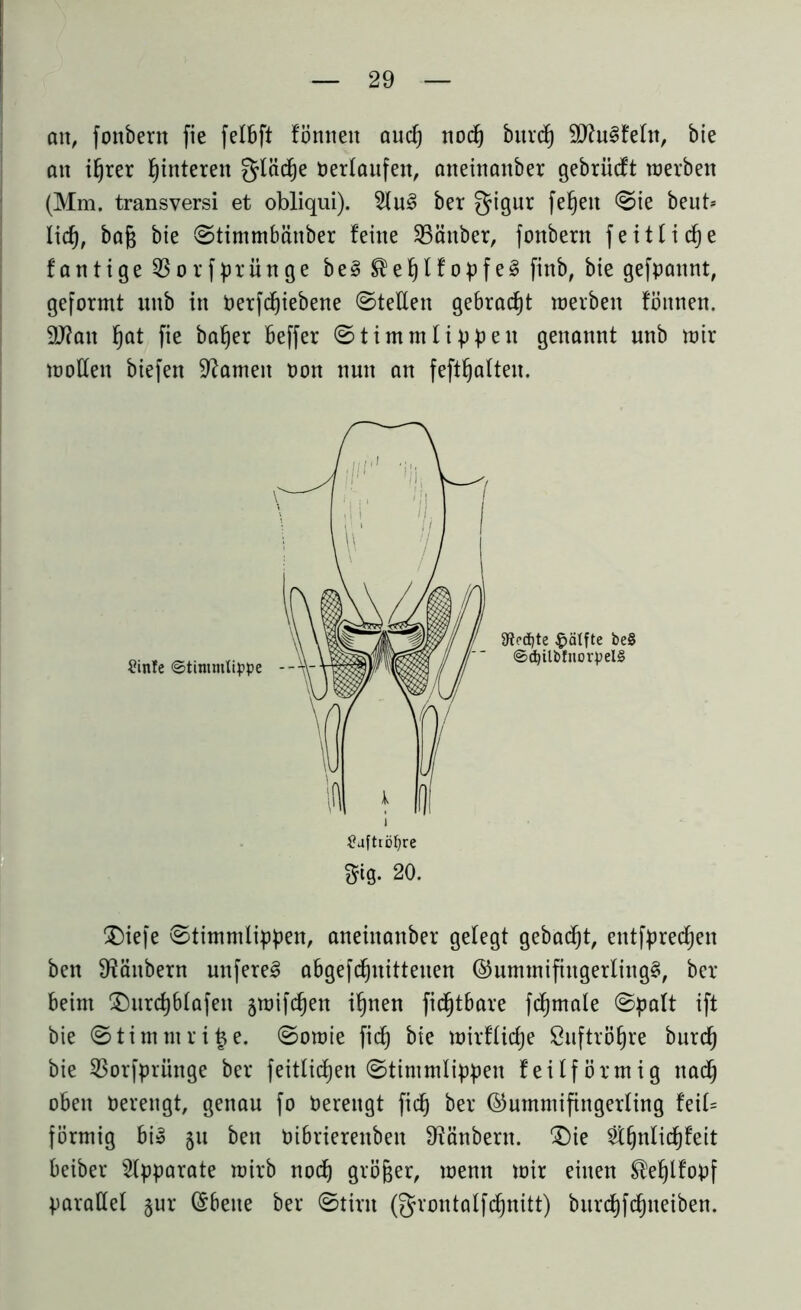 an, fonbern fie felbft fönneit aucf) noc^ burcf) unfein, bie an ifjrer fjinteren gläcfje Oerlaufett, aneinanber gebriicft werben (Mm. transversi et obliqui). 2ln3 ber gigur fefjeit Sie beut* lief), baf$ bie Stimmbänber feine Räuber, fonbern feitlidfje fantige 55orfprünge be§ ®el)lfopfe§ finb, bie gefpannt, geformt unb in Oerfcffiebene Stellen gebracht werben fönnen. 9J?ait fjat fie bafjer beffer Stimmlippen genannt unb wir wollen biefen tarnen oon nun an feftfjalten. £)iefe Stimmlippen, aneinanber gelegt gebadjt, entfprecfjen ben 9?änbern unfere§ abgefcfjnitteuen (Gummifingerling^, ber beim £)urcf)blafen jwifcfjen ifjnen fid^tbare fdfjmale ©palt ift bie Stimmrifce. Sowie fiel) bie wirfliefje Suftröfjre burd) bie 23orfpriutge ber feitlidjen (Stimmlippen feilförmig nadj oben Oerengt, genau fo Oerengt fiefj ber (Gummifingerling feil* förmig bi» 511 ben Oibrierenben Räubern. ‘Die Äfjnlidfjfeit beiber Apparate wirb noch größer, wenn wir einen ®efjlfopf parallel §ur ©bene ber Stirn ©rontalfdjnitt) burdfjfdjneiben. 9?ed)te Hälfte be§ ©djilbfnorpelS £afttöl)re Sig. 20.
