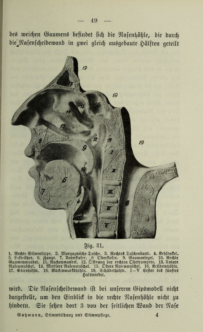 be§ meidjett ©ctumenl befinbet fid) bie Sftafentjöfjle, bie burd) bie^afenfdjeibemanb itt jroei gleich ausgehende §ä(ften geteilt m- 31. 1. 9Red)te ©timmlippe. 2. 2Jtorgagnifä)e Safcbe. 3. 9teä)te§ £afcbenbanb. 4. Äeblbedfet. 5. tfuftrßbre. 6. rfunae. 7. Unterftefer. „8 Dberfiefer. 9. ©aumenfeget. 10. fRedjte ©autnenntanbel. 11. fRadjenmanbel. 12. Öffnung ber rechten Ohrtrompete. 13. Untere fUafenmufdjel. 14. Mittlere fftafenmufdjel. 15. Obere fftafeiumtfdfel. 16. Äeilbeinpöbte. 17. ©tirnßßble. 18. fRücfenmarfSbßbte. 19. ©tbäbelpöble. I—V (Srfter bi§ fünfter £al§nnrbel. mirb. (Die 9?afenfdjetbett>anb ift bei unferem ©ip^mobell nidjt bargefteUt, um ben C^inblicf in bie redjte 9?afenl)öf)Ie nid^t $u f)inberit. (Sie fefjen bort 3 öon ber feitlic^en Sßattb ber Sftafe ©Ufern an n, ©tinimbilbung unb ©timmpftege. 4