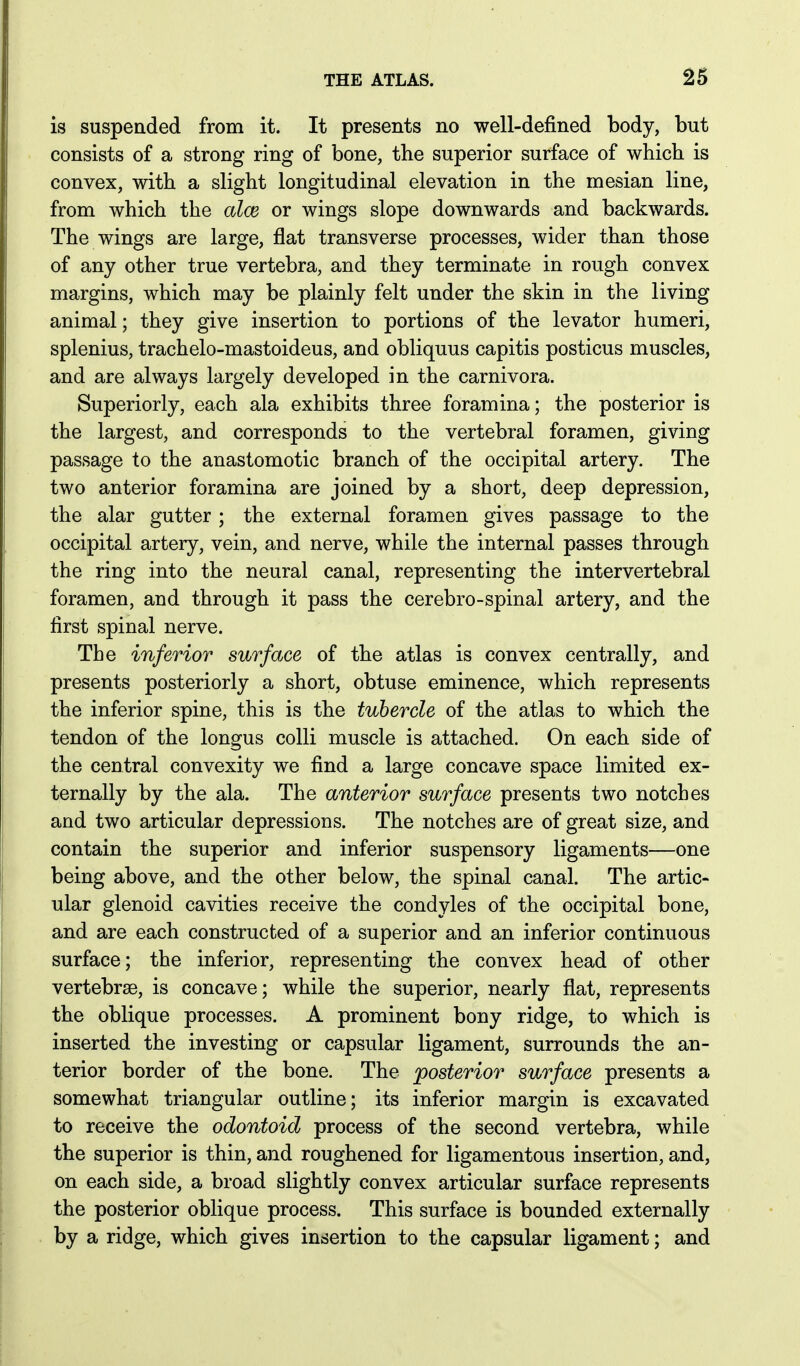 is suspended from it. It presents no well-defined body, but consists of a strong ring of bone, the superior surface of which is convex, with a slight longitudinal elevation in the mesian line, from which the aloe or wings slope downwards and backwards. The wings are large, flat transverse processes, wider than those of any other true vertebra, and they terminate in rough convex margins, which may be plainly felt under the skin in the living animal; they give insertion to portions of the levator humeri, splenius, trachelo-mastoideus, and obliquus capitis posticus muscles, and are always largely developed in the carnivora. Superiorly, each ala exhibits three foramina; the posterior is the largest, and corresponds to the vertebral foramen, giving passage to the anastomotic branch of the occipital artery. The two anterior foramina are joined by a short, deep depression, the alar gutter; the external foramen gives passage to the occipital artery, vein, and nerve, while the internal passes through the ring into the neural canal, representing the intervertebral foramen, and through it pass the cerebro-spinal artery, and the first spinal nerve. The inferior surface of the atlas is convex centrally, and presents posteriorly a short, obtuse eminence, which represents the inferior spine, this is the tubercle of the atlas to which the tendon of the longus colli muscle is attached. On each side of the central convexity we find a large concave space limited ex- ternally by the ala. The anterior surface presents two notches and two articular depressions. The notches are of great size, and contain the superior and inferior suspensory ligaments—one being above, and the other below, the spinal canal. The artic- ular glenoid cavities receive the condyles of the occipital bone, and are each constructed of a superior and an inferior continuous surface; the inferior, representing the convex head of other vertebrae, is concave; while the superior, nearly flat, represents the oblique processes. A prominent bony ridge, to which is inserted the investing or capsular ligament, surrounds the an- terior border of the bone. The posterior surface presents a somewhat triangular outline; its inferior margin is excavated to receive the odontoid process of the second vertebra, while the superior is thin, and roughened for ligamentous insertion, and, on each side, a broad slightly convex articular surface represents the posterior oblique process. This surface is bounded externally by a ridge, which gives insertion to the capsular ligament; and