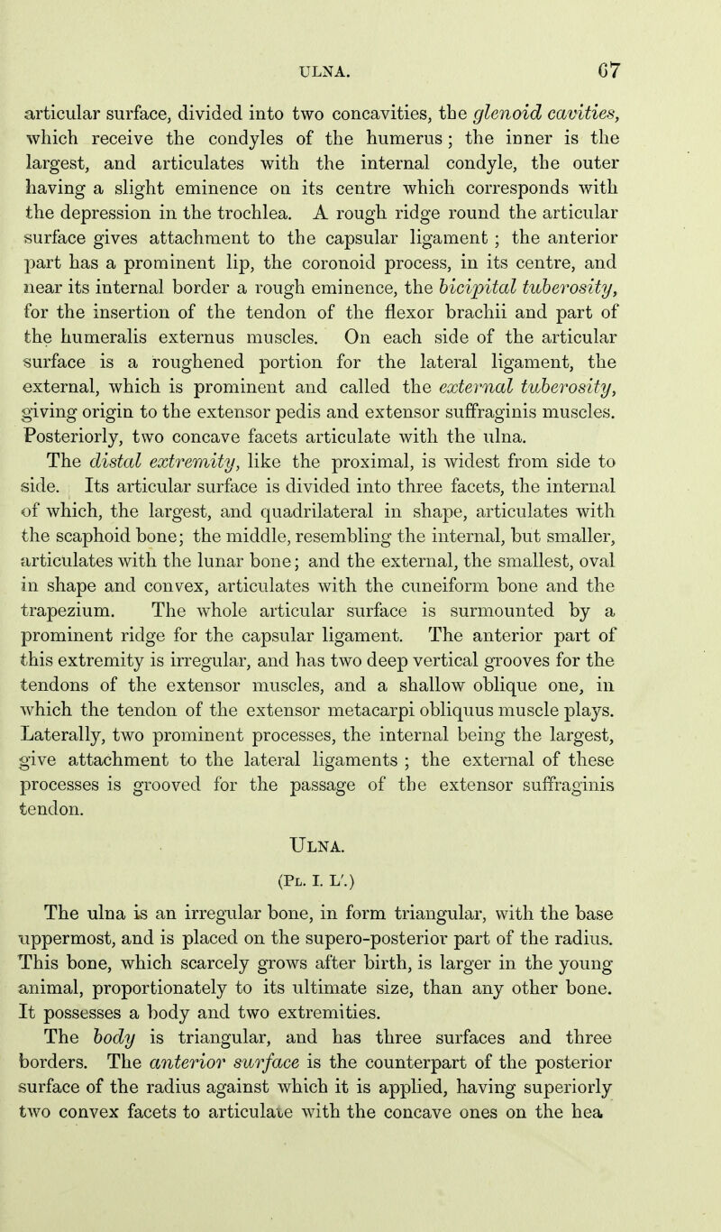 ULNA. G7 articular surface, divided into two concavities, the glenoid cavities, which receive the condyles of the humerus; the inner is the largest, and articulates with the internal condyle, the outer having a slight eminence on its centre which corresponds with the depression in the trochlea. A rough, ridge round the articular surface gives attachment to the capsular ligament ; the anterior part has a prominent lip, the coronoid process, in its centre, and near its internal border a rough eminence, the bicipital tuberosityy for the insertion of the tendon of the flexor brachii and part of the humeralis externus muscles. On each side of the articular surface is a roughened portion for the lateral ligament, the external, which is prominent and called the external tuberosity, giving origin to the extensor pedis and extensor sufifraginis muscles. Posteriorly, two concave facets articulate with the ulna. The distal extremity, like the proximal, is widest from side to side. Its articular surface is divided into three facets, the internal of which, the largest, and quadrilateral in shape, articulates with the scaphoid bone; the middle, resembling the internal, but smaller, articulates with the lunar bone; and the external, the smallest, oval in shape and convex, articulates with the cuneiform bone and the trapezium. The whole articular surface is surmounted by a prominent ridge for the capsular ligament. The anterior part of this extremity is irregular, and has two deep vertical grooves for the tendons of the extensor muscles, a,nd a shallow oblique one, in which the tendon of the extensor metacarpi obliquus muscle plays. Laterally, two prominent processes, the internal being the largest, give attachment to the lateral ligaments ; the external of these processes is grooved for the passage of the extensor sulfraginis tendon. Ulna. (Pl. L L'.) The ulna is an irregular bone, in form triangular, with the base uppermost, and is placed on the supero-posterior part of the radius. This bone, which scarcely grows after birth, is larger in the young animal, proportionately to its ultimate size, than any other bone. It possesses a body and two extremities. The body is triangular, and has three surfaces and three borders. The anterior surface is the counterpart of the posterior surface of the radius against which it is applied, having superiorly two convex facets to articulate with the concave ones on the hea