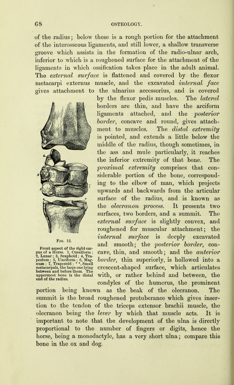 of the radius; below these is a rough portion for the attachment of the interosseous ligaments, and still lower, a shallow transverse groove which assists in the formation of the radio-ulnar arch, inferior to which is a roughened surface for the attachment of the ligaments in which ossification tal^es place in the adult animal. The external surface is flattened and covered by the flexor metacarpi externus muscle, and the excavated internal face gives attachment to the ulnarius accessorius, and is covered by the flexor pedis muscles. The lateral borders are thin, and have the arciform ligaments attached, and the posterior border, concave and round, gives attach- ment to muscles. The distal extremity is pointed, and extends a little below the middle of the radius, though sometimes, in the ass and mule particularly, it reaches the inferior extremity of that bone. The ^proximal extremity comprises that con- siderable portion of the bone, correspond- ing to the elbow of man, which projects upwards and backwards from the articular surface of the radius, and is known as the olecranon ^process. It presents two surfaces, two borders, and a summit. The external surface is slightly convex, and roughened for muscular attachment; the internal surface is deeply excavated and smooth; the posterior border, con- cave, thin, and smooth; and the anterior border, thin superiorly, is hollowed into a metacarpals, thelarge one lying cresccnt-shaped surfaco, which articulatos between and before them. The . ii-i uppermost bone is the distal With, or rather bohmd and between, the end of the radius. i i p i i i condyles oi the humerus, the promment portion being known as the beak of the olecranon. The summit is the broad roughened protuberance which gives inser- tion to the tendon of the triceps extensor brachii muscle, the olecranon being the lever by which that muscle acts. It is important to note that the development of the ulna is directly proportional to the number of fingers or digits, hence the horse, being a monodactyle, has a very short ulna; compare this bone in the ox and dog. Fig. 12. Front aspect of the right car pus of a Horse. 1, Cuneiform 2, Lunar; 3, Scaphoid ; 4, Tra- pezium ; 5, Unciform ; 6, Mag- num ; 7, Trapezoid ; * *, Small