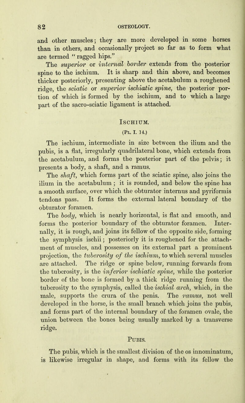 and other muscles; they are more developed in some horses than in others, and occasionally project so far as to form what are termed ragged hips. The superior or internal border extends from the posterior spine to the ischium. It is sharp and thin above, and becomes thicker posteriorly, presenting above the acetabulum a roughened ridge, the sciatic or superior ischiatic spine, the posterior por- tion of which is formed by the ischium, and to which a large part of the sacro-sciatic ligament is attached. Ischium. (Pl. I. H.) The ischium, intermediate in size between the ilium and the pubis, is a flat, irregularly quadrilateral bone, which extends from the acetabulum, and forms the posterior part of the pelvis; it presents a body, a shaft, and a ramus. The shaft, which forms part of the sciatic spine, also joins the ilium in the acetabulum ; it is rounded, and below the spine has a smooth surface, over which the obturator internus and pyriformis tendons pass. It forms the external lateral boundary of the obturator foramen. The body, which is nearly horizontal, is flat and smooth, and forms the posterior boundary of the obturator foramen. Inter- nally, it is rough, and joins its fellow of the opposite side, forming the symphysis ischii; posteriorly it is roughened for the attach- ment of muscles, and possesses on its external part a prominent projection, the tuberosity of the ischium, to which several muscles are attached. The ridge or spine below, running forwards from the tuberosity, is the inferior ischiatic spine, while the posterior border of the bone is formed by a thick ridge running from the tuberosity to the symphysis, called the ischial arch, which, in the male, supports the crura of the penis. The ramus, not well developed in the horse, is the small branch which joins the pubis, and forms part of the internal boundary of the foramen ovale, the union between the bones being usually marked by a transverse ridge. Pubis. The pubis, which is the smallest division of the os innominatum, is likewise irregular in shape, and forms with its fellow the