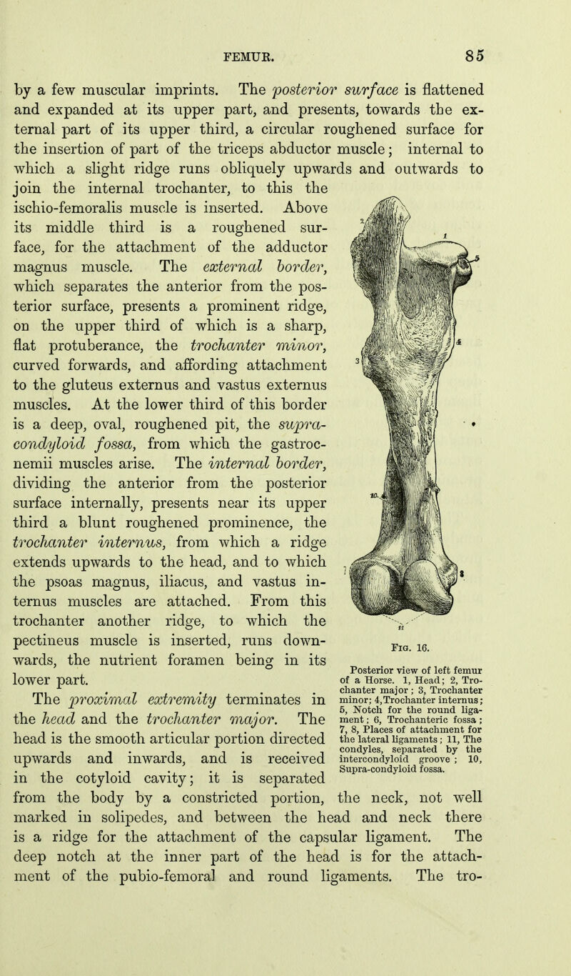 by a few muscular imprints. The posterior surface is flattened and expanded at its upper part, and presents, towards the ex- ternal part of its upper third, a circular roughened surface for the insertion of part of the triceps abductor muscle; internal to which a slight ridge runs obliquely upwards and outwards to join the internal trochanter, to this the ischio-femoralis muscle is inserted. Above its middle third is a roughened sur- face, for the attachment of the adductor magnus muscle. The external border, which separates the anterior from the pos- terior surface, presents a prominent ridge, on the upper third of which is a sharp, flat protuberance, the trochanter minor, curved forwards, and affording attachment to the gluteus externus and vastus externus muscles. At the lower third of this border is a deep, oval, roughened pit, the supra- condyloid fossa, from which the gastroc- nemii muscles arise. The internal border, dividing the anterior from the posterior surface internally, presents near its upper third a blunt roughened prominence, the trochanter internus, from which a ridge extends upwards to the head, and to which the psoas magnus, iliacus, and vastus in- ternus muscles are attached. From this trochanter another ridge, to which the pectineus muscle is inserted, runs down- wards, the nutrient foramen being in its lower part. Fig. 16. Posterior view of left femur of a Horse. 1, Head; 2, Tro- • 7 f • / • • chanter major; 3, Trochanter Ihe proximal extremity termmateS m minor; 4,Trochanter internus . 5, Notch for the round Uga- the head and the trochanter major. The ment; e, Trochanteric fossa; ^ , . . . , . ,. 7, 8, Places of attachment for head is the smooth articular portion directed the lateral ligaments; 11, The , . , , , . condyles, separated by the Upwards and inwards, and is received intercondyioid groove; 10, Supra-condyloid fossa. the neck, not well in the cotyloid cavity; it is separated from the body by a constricted portion, marked in solipedes, and between the head and neck there is a ridge for the attachment of the capsular ligament. The deep notch at the inner part of the head is for the attach- ment of the pubio-femora] and round ligaments. The tro-