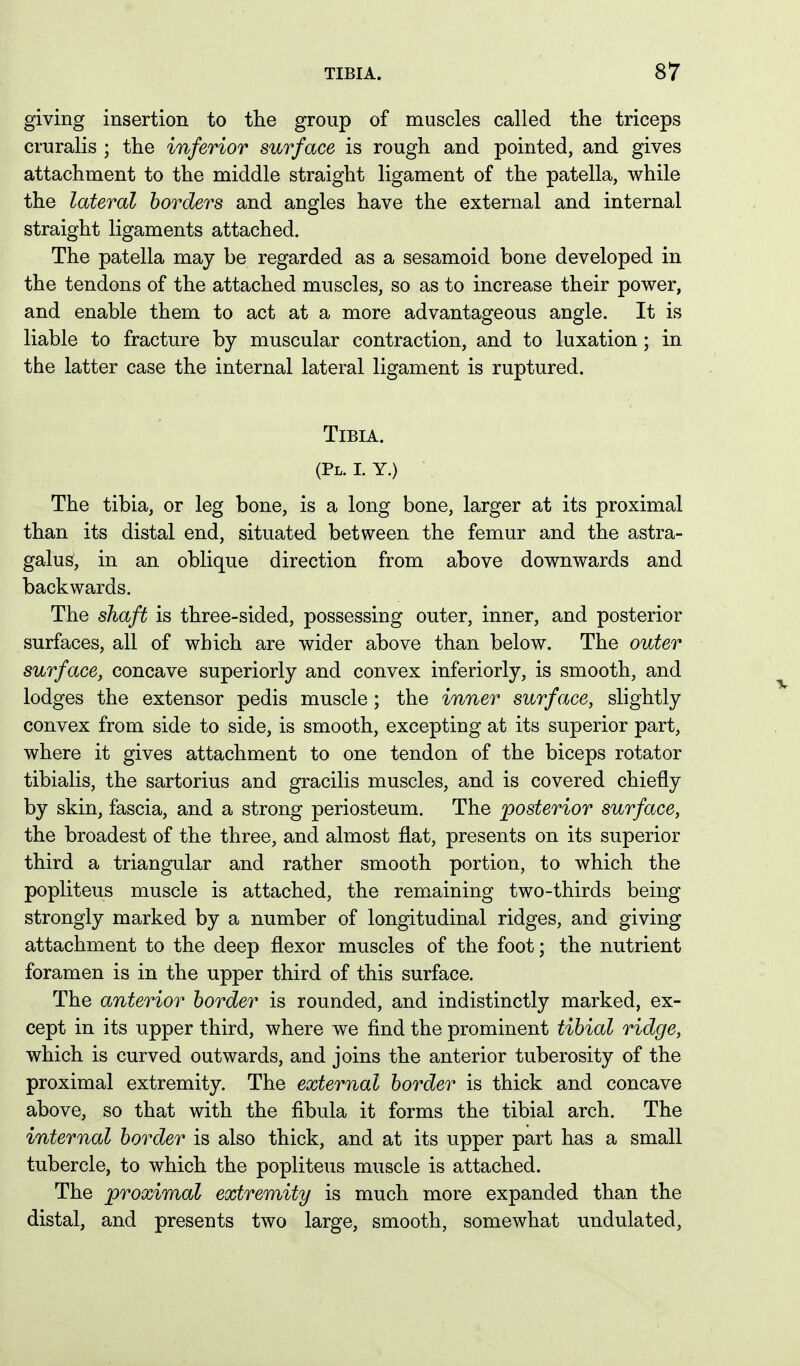 giving insertion to the group of muscles called the triceps cruralis ; the inferior surface is rough and pointed, and gives attachment to the middle straight ligament of the patella, while the lateral borders and angles have the external and internal straight ligaments attached. The patella may be regarded as a sesamoid bone developed in the tendons of the attached muscles, so as to increase their power, and enable them to act at a more advantageous angle. It is liable to fracture by muscular contraction, and to luxation; in the latter case the internal lateral ligament is ruptured. Tibia. (Pl. l y.) The tibia, or leg bone, is a long bone, larger at its proximal than its distal end, situated between the femur and the astra- galus, in an oblique direction from above downwards and backwards. The shaft is three-sided, possessing outer, inner, and posterior surfaces, all of which are wider above than below. The outer surface, concave superiorly and convex inferiorly, is smooth, and lodges the extensor pedis muscle; the inner surface, slightly convex from side to side, is smooth, excepting at its superior part, where it gives attachment to one tendon of the biceps rotator tibialis, the sartorius and gracilis muscles, and is covered chiefly by skin, fascia, and a strong periosteum. The posterior surface, the broadest of the three, and almost flat, presents on its superior third a triangular and rather smooth portion, to which the popliteus muscle is attached, the remaining two-thirds being strongly marked by a number of longitudinal ridges, and giving attachment to the deep flexor muscles of the foot; the nutrient foramen is in the upper third of this surface. The anterior border is rounded, and indistinctly marked, ex- cept in its upper third, where we find the prominent tibial ridge, which is curved outwards, and joins the anterior tuberosity of the proximal extremity. The external border is thick and concave above, so that with the fibula it forms the tibial arch. The internal border is also thick, and at its upper part has a small tubercle, to which the popliteus muscle is attached. The proximal extremity is much more expanded than the distal, and presents two large, smooth, somewhat undulated,