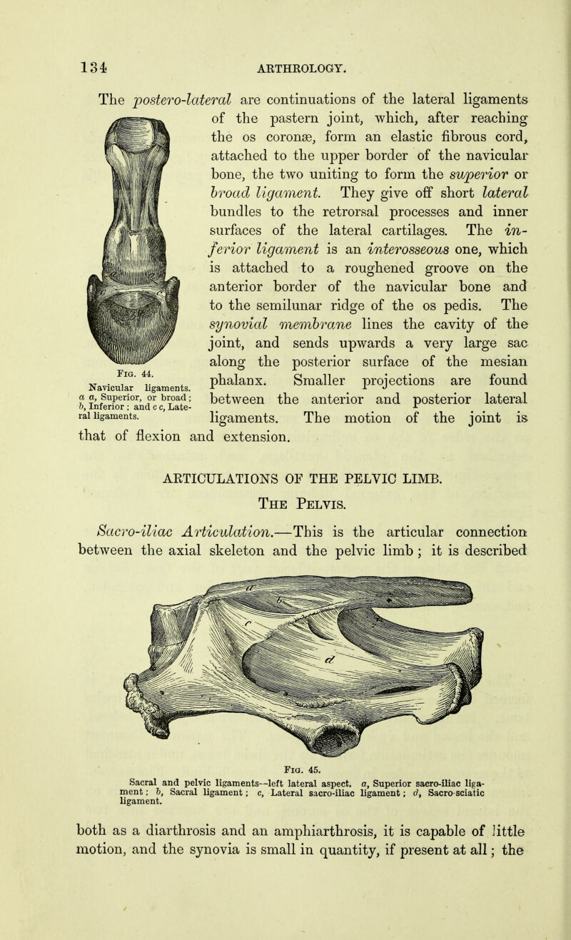 The postero-lateral are continuations of the lateral ligaments of the pastern joint, which, after reaching the OS coronse, form an elastic fibrous cord, attached to the upper border of the navicular bone, the two uniting to form the superior or broad ligament. They give off short lateral bundles to the retrorsal processes and inner surfaces of the lateral cartilages. The in- ferior ligament is an interosseous one, which is attached to a roughened groove on the anterior border of the navicular bone and to the semilunar ridge of the os pedis. The synovial membrane lines the cavity of the joint, and sends upwards a very large sac along the posterior surface of the mesian ^ . ^ phalanx. Smaller proiections are found Navicular hgaraents. . a a, Superior, or broad; betwecu the antcrior and posterior lateral 0, Inferior ; and c c. Late- ^ rai ligaments. ligaments. The motion of the joint is that of flexion and extension. AKTICULATIONS OF THE PELVIC LIMB. The Pelvis. Sacro-iliac Articulation.—This is the articular connection between the axial skeleton and the pelvic limb ; it is described Fig. 45. Sacral and pelvic ligaments—left lateral aspect, a, Superior sacro-iliac liga- ment ; h, Sacral ligament; c, Lateral sacro-iliac ligament; Sacro-sciatic ligament. both as a diarthrosis and an amphiarthrosis, it is capable of little motion, and the synovia is small in quantity, if present at all; the