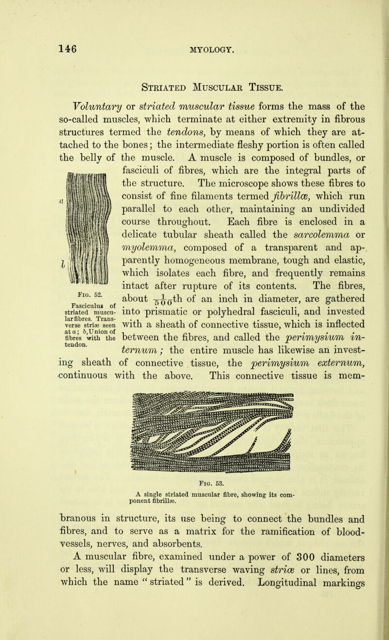 Stkiated Muscular Tissue. Voluntary or striated muscular tissue forms the mass of the so-called muscles, which terminate at either extremity in fibrous structures termed the tendons, by means of which they are at- tached to the bones; the intermediate fleshy portion is often called the belly of the muscle. A muscle is composed of bundles, or fasciculi of fibres, which are the integral parts of the structure. The microscope shows these fibres to consist of fine filaments iQim^di fibrillcB, which run parallel to each other, maintaining an undivided course throughout. Each fibre is enclosed in a delicate tubular sheath called the sarcolemma or myolemma, composed of a transparent and ap- parently homogeneous membrane, tough and elastic, which isolates each fibre, and frequently remains intact after rupture of its contents. The fibres, about s^oth of an inch in diameter, are gathered striated muscu- iuto prismatic or polyhedral fasciculi, and invested larfibres Trans- . j. •/ verse stria? seen with a shcatli of conncctive tissuo, which is inflected fibres with the between the fibres, and called the perimysium in- ternum ; the entire muscle has likewise an invest- ing sheath of connective tissue, the perimysium externum, <iontinuous with the above. This connective tissue is mem- FiG. 52. Fasciculus of Fig. 63. A single striated muscular fibre, showing its com- ponent fibrillse. branous in structure, its use being to connect the bundles and fibres, and to serve as a matrix for the ramification of blood- vessels, nerves, and absorbents. A muscular fibre, examined under a power of 300 diameters or less, will display the transverse waving strice or lines, from which the name  striated  is derived. Longitudinal markings