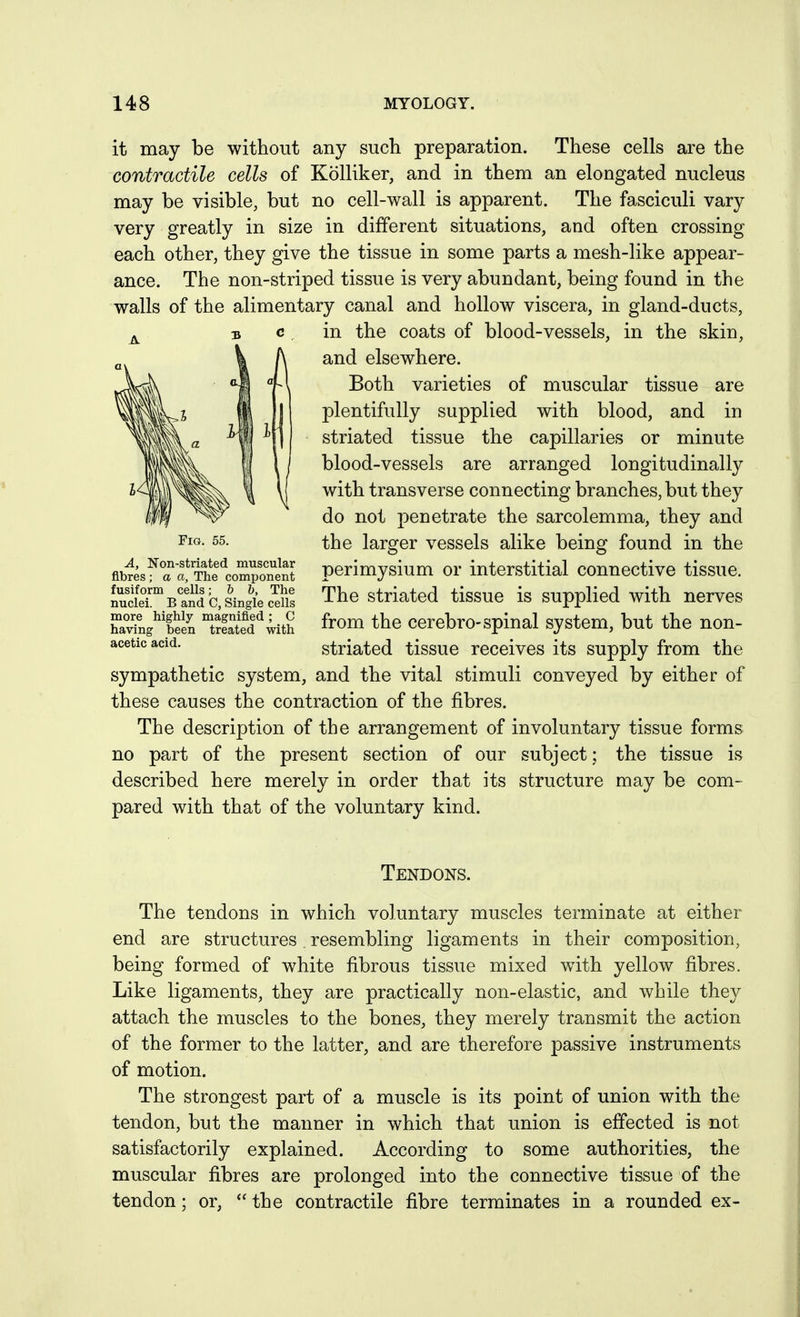 it may be without any such preparation. These cells are the contractile cells of Kolliker, and in them an elongated nucleus may be visible, but no cell-wall is apparent. The fasciculi vary very greatly in size in different situations, and often crossing each other, they give the tissue in some parts a mesh-like appear- ance. The non-striped tissue is very abundant, being found in the walls of the alimentary canal and hollow viscera, in gland-ducts, in the coats of blood-vessels, in the skin, and elsewhere. Both varieties of muscular tissue are plentifully supplied with blood, and in striated tissue the capillaries or minute blood-vessels are arranged longitudinally with transverse connecting branches, but they do not penetrate the sarcolemma, they and the larger vessels alike being found in the perimysium or interstitial connective tissue. The striated tissue is supplied with nerves from the cerebro-spinal system, but the non- striated tissue receives its supply from the sympathetic system, and the vital stimuli conveyed by either of these causes the contraction of the fibres. The description of the arrangement of involuntary tissue forms no part of the present section of our subject; the tissue is described here merely in order that its structure may be com- pared with that of the voluntary kind. Tendons. The tendons in which voluntary muscles terminate at either end are structures resembling ligaments in their composition, being formed of white fibrous tissue mixed with yellow fibres. Like ligaments, they are practically non-elastic, and while the}^ attach the muscles to the bones, they merely transmit the action of the former to the latter, and are therefore passive instruments of motion. The strongest part of a muscle is its point of union with the tendon, but the manner in which that union is effected is not satisfactorily explained. According to some authorities, the muscular fibres are prolonged into the connective tissue of the tendon; or,  the contractile fibre terminates in a rounded ex- A, Non-striated muscular fibres ; a a, The component fusiform cells; h b. The nuclei. B and C, Single cells more highly magnified; C having been treated with acetic acid.