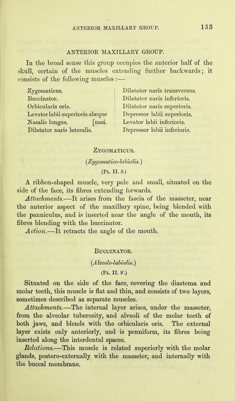 ANTEEIOR MAXILLARY GROUP. In the broad sense this group occupies the anterior half of the skull, certain of the muscles extending further backwards; it consists of the foliowino- muscles :— Zygomaticus. Buccinator. Orbicularis oris. Levator labii superioris alseque Nasalis longus. [nasi. Dilatator naris lateralis. Dilatator naris transversus. Dilatator naris inferioris. Dilatator naris superioris. Depressor labii superioris. Levator labii inferioris. Depressor labii inferioris. Zygomaticus. [Zygomatico-lahialis.) (Pl. XL 9.) A ribbon-shaped muscle, very pale and small, situated on the side of the face, its fibres extending forwards. Attachments.—It arises from the fascia of the masseter, near the anterior aspect of the maxillary spine, being blended with the panniculus, and is inserted near the angle of the mouth, its fibres blending with the buccinator. Action.—It retracts the angle of the mouth. Buccinator. {A Iveolo-lahialis.) (Pl. II. 9'.) Situated on the side of the face, covering the diastema and molar teeth, this muscle is flat and thin, and consists of two layers, sometimes described as separate muscles. Attachments.—The internal layer arises, under the masseter, from the alveolar tuberosity, and alveoli of the molar teeth of both jaws, and blends with the orbicularis oris. The external layer exists only anteriorly, and is penniform, its fibres being inserted along the interdental spaces. Relations.—This muscle is related superiorly with the molar glands, postero-externally with the masseter, and internally with the buccal membrane.