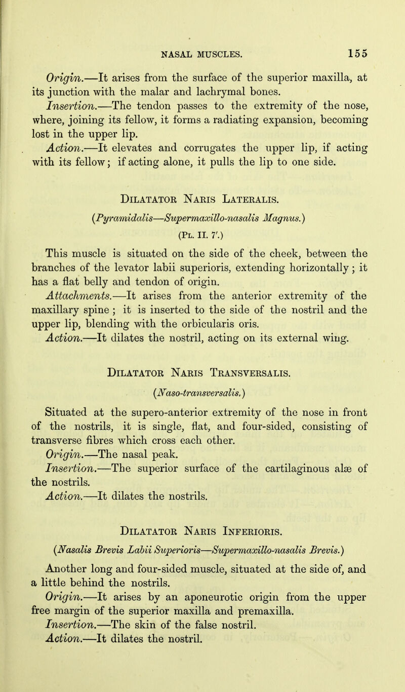 Origin.—It arises from the surface of the superior maxilla, at its junction with the malar and lachrymal bones. Insertion.—The tendon passes to the extremity of the nose, where, joining its fellow, it forms a radiating expansion, becoming lost in the upper lip. Action.—It elevates and corrugates the upper lip, if acting with its fellow; if acting alone, it pulls the lip to one side. Dilatator Naris Lateralis. {Pyramidalis—Supermaxillo-nasalis Magnus.) (PL. XL 7'.) This muscle is situated on the side of the cheek, between the branches of the levator labii superioris, extending horizontally; it has a flat belly and tendon of origin. Attachments.—It arises from the anterior extremity of the maxillary spine ; it is inserted to the side of the nostril and the upper lip, blending with the orbicularis oris. Action.—It dilates the nostril, acting on its external wing. Dilatator Naris Transversalis. [JSfaso-transversalis.) Situated at the supero-anterior extremity of the nose in front of the nostrils, it is single, flat, and four-sided, consisting of transverse fibres which cross each other. Origin.—The nasal peak. Insertion.—The superior surface of the cartilaginous alse of the nostrils. Action.—It dilates the nostrils. Dilatator Naris Inferioris. (Nasalis Brevis Labii Superioris—Supermaxillo-nasalis Brevis.) Another long and four-sided muscle, situated at the side of, and a little behind the nostrils. Origin.—It arises by an aponeurotic origin from the upper free margin of the superior maxilla and premaxilla. Insertion.—The skin of the false nostril. Action.—It dilates the nostril.