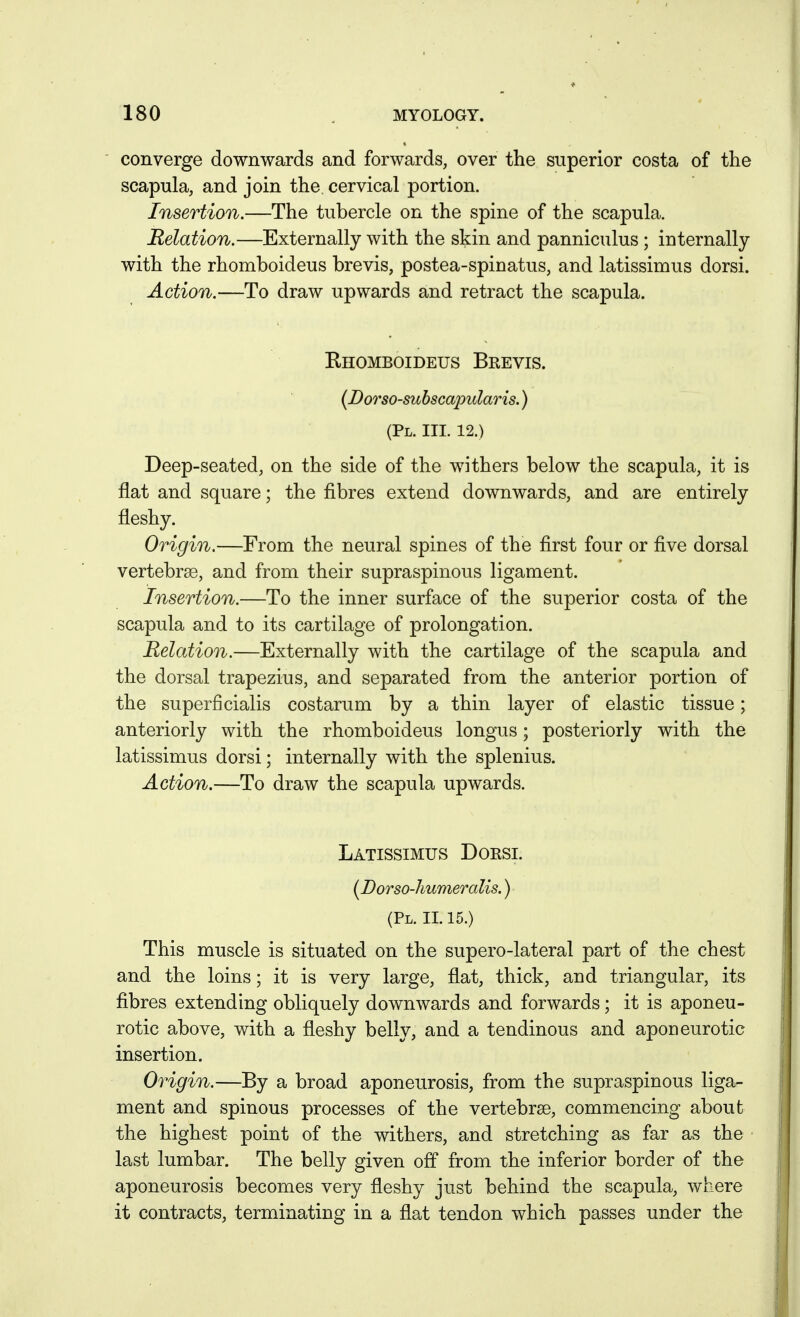 converge downwards and forwards, over the superior costa of the scapula, and join the cervical portion. Insertion.—The tubercle on the spine of the scapula. Relation.—Externally with the skin and panniculus ; internally with the rhomboideus brevis, postea-spinatus, and latissimus dorsi. Action.—To draw upwards and retract the scapula. Ehomboideus Brevis. {Dorso-subscapularis.) (Pl. III. 12.) Deep-seated, on the side of the withers below the scapula, it is flat and square; the fibres extend downwards, and are entirely fleshy. Origin.—From the neural spines of the first four or five dorsal vertebrae, and from their supraspinous ligament. Insertion.—To the inner surface of the superior costa of the scapula and to its cartilage of prolongation. Relation.—Externally with the cartilage of the scapula and the dorsal trapezius, and separated from the anterior portion of the superficialis costarum by a thin layer of elastic tissue; anteriorly with the rhomboideus longus; posteriorly with the latissimus dorsi; internally with the splenius. Action.—To draw the scapula upwards. Latissimus Dorsi. {BoTSO-humeralis.) (Pl. II. 15.) This muscle is situated on the supero-lateral part of the chest and the loins; it is very large, flat, thick, and triangular, its fibres extending obliquely downwards and forwards; it is aponeu- rotic above, with a fleshy belly, and a tendinous and apoueurotic insertion. Origin.—By a broad aponeurosis, from the supraspinous liga- ment and spinous processes of the vertebrae, commencing about the highest point of the withers, and stretching as far as the last lumbar. The belly given off from the inferior border of the aponeurosis becomes very fleshy just behind the scapula, where it contracts, terminating in a flat tendon which passes under the