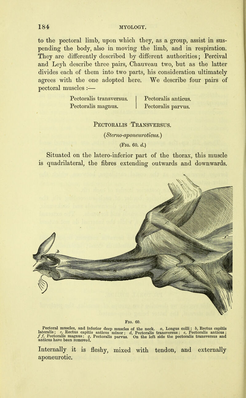 to the pectoral limb, upon which they, as a group, assist in sus- pending the body, also in moving the limb, and in respiration. They are differently described by different authorities; Percival and Leyh describe three pairs, Chauveau two, but as the latter divides each of them into two parts, his consideration ultimately agrees with the one adopted here. We describe four pairs of pectoral muscles :-— Pectoralis transversus. Pectoralis maffnus. Pectoralis anticus. Pectoralis parvus. Pectoralis Transversus. {Sterno-aponeuroticus.) (Fig. 60. d.) Situated on the latero-inferior part of the thorax, this muscle is quadrilateral, the fibres extending outwards and downwards. Fig. 60. Pectoral muscles, and inferior deep muscles of the neck, a, Longus colli; h, Eectus capitis lateralis; c, Rectus capitis anticus minor; d, Pectoralis transversus; e, Pectoralis anticus ; //, Pectoralis magnus; g, Pectoralis parvus. On the left side the pectoralis transversus and anticus have been removed. Internally it is fleshy, mixed with tendon, and externally aponeurotic.