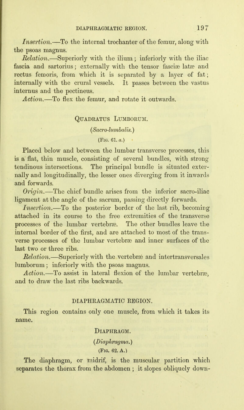 Insertion.—To the internal trochanter of the femur, along with the psoas magnus. Relation.:—Superiorly with the ilium; inferiorly with the iliac fascia and sartorius; externally with the tensor fasciae latse and rectus femoris, from which it is separated by a layer of fat; internally with the crural vessels. It passes between the vastus internus and the pectineus. Action.—To flex the femur, and rotate it outwards. QUADRATUS LUMBORUM. (Sacro-lumbalis.) (Fig. 61. a.) ■ Placed below and between the lumbar transverse processes, this is a flat, thin muscle, consisting of several bundles, with strong- tendinous intersections. The principal bundle is situated exter- nally and longitudinally, the lesser ones diverging from it inwards and forwards. Origin.—The chief bundle arises from the inferior sacro-iliac ligament at the angle of the sacrum, passing directly forwards. Insertion.—To the posterior border of the last rib, becoming attached in its course to the free extremities of the transverse processes of the lumbar vertebrse. The other bundles leave the internal border of the first, and are attached to most of the trans- verse processes of the lumbar vertebrae and inner surfaces of the last two or three ribs. Relation.—Superiorly with the vertebrae and intertransversales lumborum; inferiorly with the psoas magnus. Action.—To assist in lateral flexion of the lumbar vertebrae, and to draw the last ribs backwards. DIAPHRAGMATIC REGION. This region contains only one muscle, from which it takes its name. Diaphragm. (Diaphragma.) (Fig. 62. A.) The diaphragm, or n.idrif, is the muscular partition which separates the thorax from the abdomen ; it slopes obliquely down-