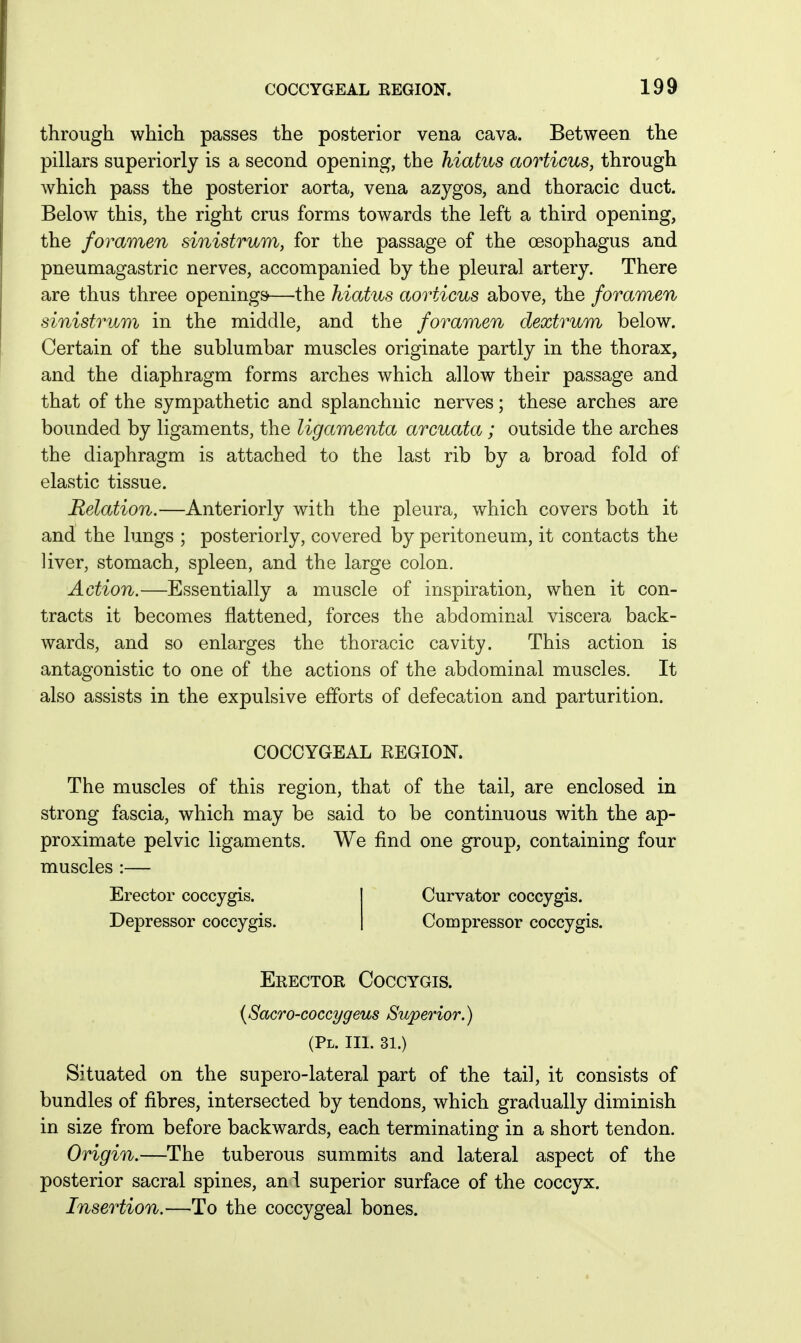 through which passes the posterior vena cava. Between the pillars superiorly is a second opening, the hiatus aorticus, through which pass the posterior aorta, vena azygos, and thoracic duct. Below this, the right crus forms towards the left a third opening, the foramen sinistrum, for the passage of the oesophagus and pneumagastric nerves, accompanied by the pleural artery. There are thus three openings—the hiatus aorticus above, the foramen sinistrum in the middle, and the foramen dextrum below. Certain of the sublumbar muscles originate partly in the thorax, and the diaphragm forms arches which allow their passage and that of the sympathetic and splanchnic nerves; these arches are bounded by ligaments, the ligamenta arcuata; outside the arches the diaphragm is attached to the last rib by a broad fold of elastic tissue. Relation.—Anteriorly with the pleura, which covers both it and the lungs ; posteriorly, covered by peritoneum, it contacts the liver, stomach, spleen, and the large colon. Action.—Essentially a muscle of inspiration, when it con- tracts it becomes flattened, forces the abdominal viscera back- wards, and so enlarges the thoracic cavity. This action is antagonistic to one of the actions of the abdominal muscles. It also assists in the expulsive efforts of defecation and parturition. COCCYGEAL REGION. The muscles of this region, that of the tail, are enclosed in strong fascia, which may be said to be continuous with the ap- proximate pelvic ligaments. We find one group, containing four muscles :— Erector coccygis. Depressor coccygis. Curvator coccygis. Compressor coccygis. Erector Coccygis. {Sacro-coccygeus Superior.) (PL. III. 31.) Situated on the supero-lateral part of the tail, it consists of bundles of fibres, intersected by tendons, which gradually diminish in size from before backwards, each terminating in a short tendon. Origin.—The tuberous summits and lateral aspect of the posterior sacral spines, ani superior surface of the coccyx. Insertion.—To the coccygeal bones.