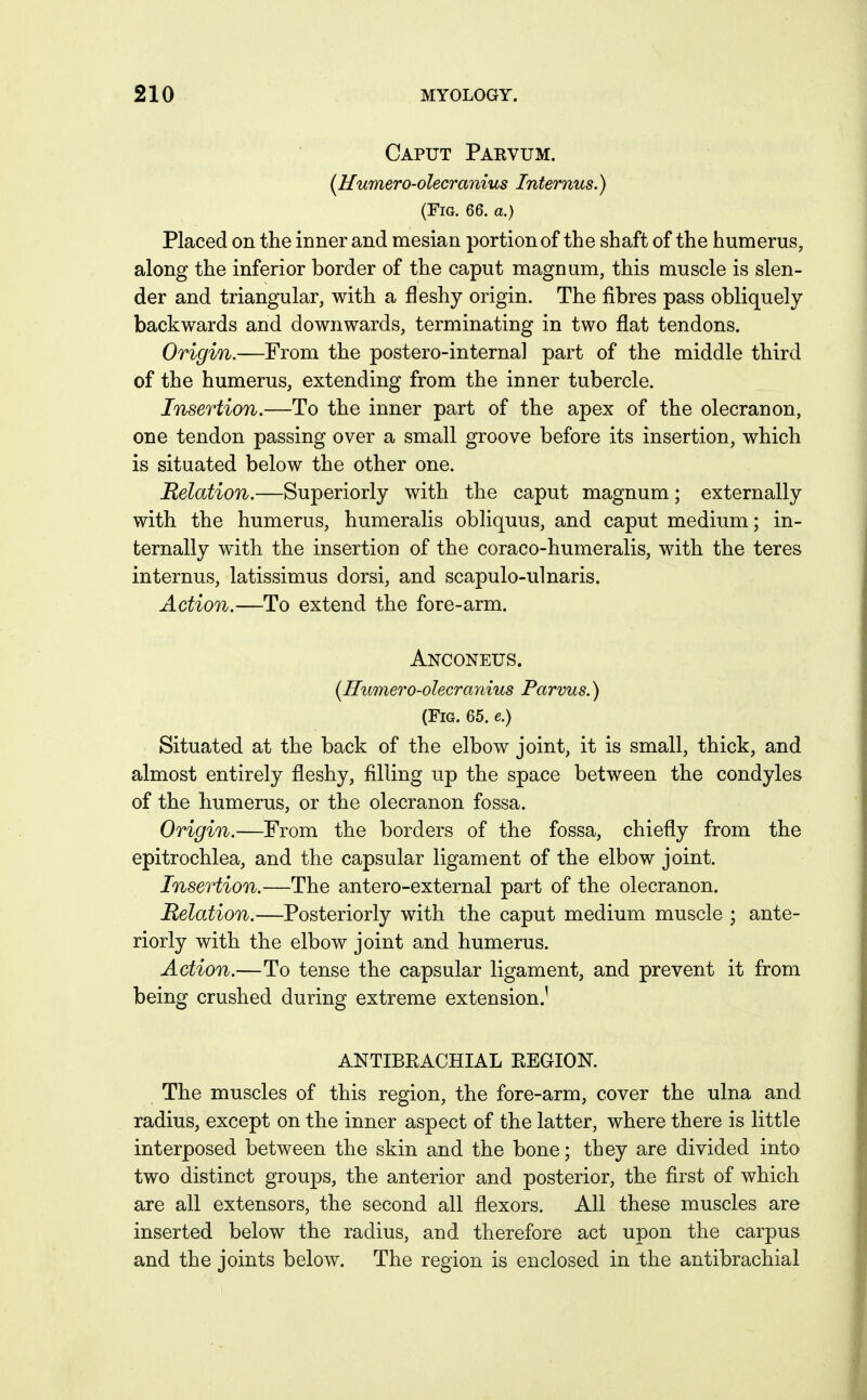 Caput Parvum. (Humero-olecranius Internus.) (Fig. 66. a.) Placed on the inner and mesian portion of the shaft of the humerus, along the inferior border of the caput magnum, this muscle is slen- der and triangular, with a fleshy origin. The fibres pass obliquely backwards and downwards, terminating in two flat tendons. Origin.—From the postero-internal part of the middle third of the humerus, extending from the inner tubercle. Insertion.—To the inner part of the apex of the olecranon, one tendon passing over a small groove before its insertion, which is situated below the other one. Relation.—Superiorly with the caput magnum; externally with the humerus, humeralis obliquus, and caput medium; in- ternally with the insertion of the coraco-humeralis, with the teres internus, latissimus dorsi, and scapulo-ulnaris. Action.—To extend the fore-arm. Anconeus. {Humero-olecranius Parvus.) (Fig. 65. e.) Situated at the back of the elbow joint, it is small, thick, and almost entirely fleshy, filling up the space between the condyles of the humerus, or the olecranon fossa. Origin.—From the borders of the fossa, chiefly from the epitrochlea, and the capsular ligament of the elbow joint. Insertion.—The antero-external part of the olecranon. Relation.—Posteriorly with the caput medium muscle ; ante- riorly with the elbow joint and humerus. Action.—To tense the capsular ligament, and prevent it from being crushed during extreme extension.' ANTIBRACHIAL EEGION. The muscles of this region, the fore-arm, cover the ulna and radius, except on the inner aspect of the latter, where there is little interposed between the skin and the bone; they are divided into two distinct groups, the anterior and posterior, the flrst of which are all extensors, the second all flexors. All these muscles are inserted below the radius, and therefore act upon the carpus and the joints below. The region is enclosed in the antibrachial