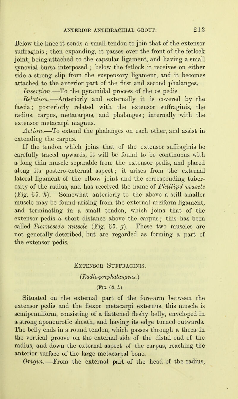 Below the knee it sends a small tendon to join that of the extensor suffraginis ; then expanding, it passes over the front of the fetlock joint, being attached to the capsular ligament, and having a small synovial bursa interposed ; below the fetlock it receives on either side a strong slip from the suspensory ligament, and it becomes attached to the anterior part of the first and second phalanges. Insertion.—To the pyramidal process of the os pedis. Relation.—Anteriorly and externally it is covered by the fascia; posteriorly related with the extensor suffraginis, the radius, carpus, metacarpus, and phalanges; internally with the extensor metacarpi magnus. Action.—To extend the phalanges on each other, and assist in extending the carpus. If the tendon w^hich joins that of the extensor suffraginis be carefully traced upwards, it will be found to be continuous with a long thin muscle separable from the extensor pedis, and placed along its postero-external aspect; it arises from the external lateral ligament of the elbow joint and the corresponding tuber- osity of the radius, and has received the name of Phillips' muscle (Fig. 65. h). Somewhat anteriorly to the above a still smaller muscle may be found arising from the external arciform ligament, and terminating in a small tendon, which joins that of the extensor pedis a short distance above the carpus; this has been called Tievnesse's muscle (Fig. 65. g). These two muscles are not generally described, but are regarded as forming a part of the extensor pedis. Extensor Suffraginis. [Radio-'prephalangeus.) (Fig. Q2>.l.) Situated on the external part of the fore-arm between the extensor pedis and the flexor metacarpi externus, this muscle is semipenniform, consisting of a flattened fleshy belly, enveloped in a strong aponeurotic sheath, and having its edge turned outwards. The belly ends in a round tendon, which passes through a theca in the vertical groove on the external side of the distal end of the radius, and down the external aspect of the carpus, reaching the anterior surface of the la^ge metacarpal bone. Origin.—From the external part of the head of the radius.