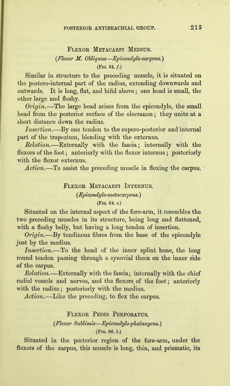 Flexor Metacarpi Medius. {Flexor M. Ohliquus—Epicondylo-carpeus.) (Fig. 64. /.) Similar in structure to the preceding muscle, it is situated on the postero-internal part of the radius, extending downwards and outwards. It is long, flat, and bifid above; one head is small, the other large and fleshy. Origin.—The large head arises from the epicondyle, the small head from the posterior surface of the olecranon; they unite at a short distance down the radius. Insertion.—By one tendon to the supero-posterior and internal part of the trapezium, blending with the externus. Relation.—Externally with the fascia; internally with the flexors of the foot; anteriorly with the flexor internus ; posteriorly with the flexor externus. Action.—To assist the preceding muscle in flexing the carpus. ' Flexor Metacarpi Internus. (Epicondylo-metacarpem.) (Fig. 64. e.) Situated on the internal aspect of the fore-arm, it resembles the two preceding muscles in its structure, being long and flattened, with a fleshy belly, but having a long tendon of insertion. Origin.—By tendinous fibres from the base of the epicondyle just by the medius. Insertion.—To the head of the inner splint bone, the long round tendon passing through a synovial theca on the inner side of the carpus. Relation.—Externally with the fascia; internally with the chief radial vessels and nerves, and the flexors^ of the foot; anteriorly with the radius; posteriorly with the medius. Action.—Like the preceding, to flex the carpus. Flexor Pedis Perforatum {Flexor Sublimis—Fpicondylo-phalangeus.) (Fig. 66. b.) Situated in the posterior region of the fore-arm, under the flexors of the carpus, this muscle is long, thin, and prismatic, its