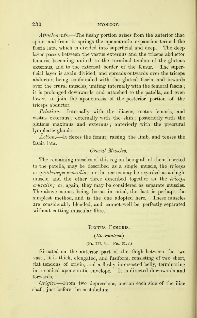Attachments.—The fleshy portion arises from the anterior iliac spine, and from it springs the aponeurotic expansion termed the fascia lata, which is divided into superficial and deep. The deep laj^er passes between the vastus externus and the triceps abductor femoris, becoming united to the terminal tendon of the gluteus externus, and to the external border of the femur. The super- ficial layer is again divided, and spreads outwards over the triceps abductor, being confounded with the gluteal fascia, and inwards over the crural muscles, uniting internally with the femoral fascia ; it is prolonged downwards and attached to the patella, and even lower, to join the aponeurosis of the posterior portion of the triceps abductor. Relation.—Internally with the iliacus, rectus femoris, and vastus externus; externally with the skin ; posteriorly with the gluteus maximus and externus; anteriorly with the precrural lymphatic glands. Action.—It flexes the femur, raising the limb, and tenses the fascia lata. Crural Muscles. The remaining muscles of this region being all of them inserted to the patella, may be described as a single muscle, the triceps or quadriceps cruralis ; or the rectus may be regarded as a single muscle, and the other three described together as the triceps cruralis ; or, again, they may be considered as separate muscles. The above names being borne in mind, the last is perhaps the simplest method, and is the one adopted here. These muscles are considerably blended, and cannot well be perfectly separated without cutting muscular fibre. Rectus Femoris. {Ilio-rotuleus.) (Pl. III. 34. Fig. 61. I.) Situated on the anterior part of the thigh between the two vasti, it is thick, elongated, and fusiform, consisting of two short, flat tendons of origin, and a fleshy intersected belly, terminating in a conical aponeurotic envelope. It is directed downwards and forwards. Origin.—From two depressions, one on each side of the iliac shaft, just before the acetabulum.